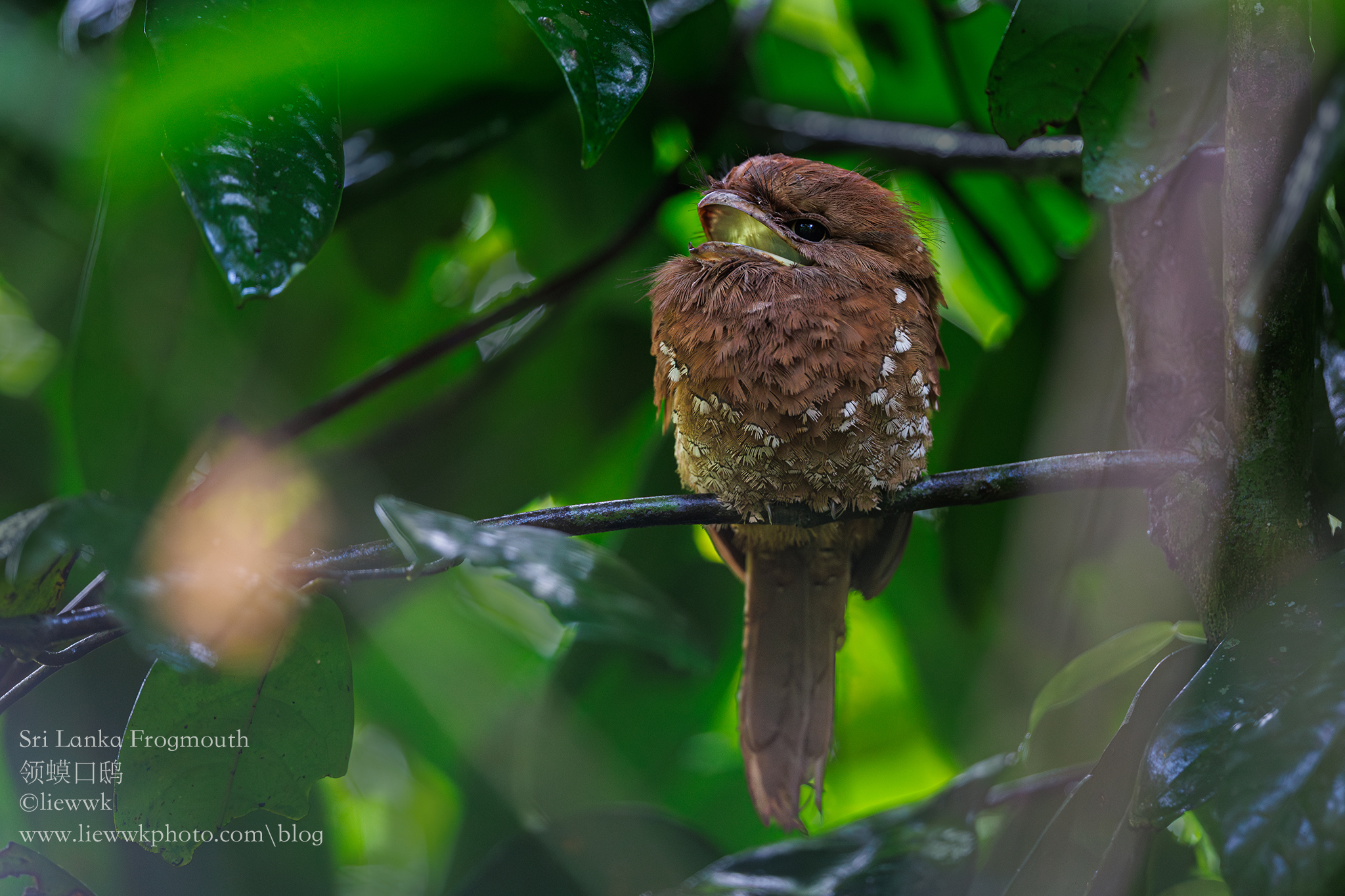 Sri Lanka Frogmouth, 领蟆口鸱,... - Endemicguides - Malaysia