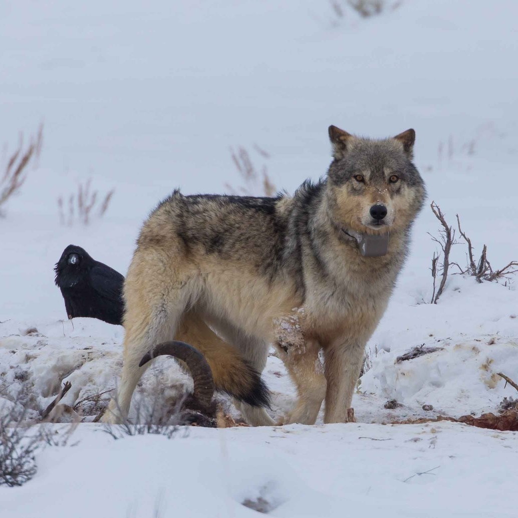 Does anyone recognize this wolf? There were not many of us around to ...