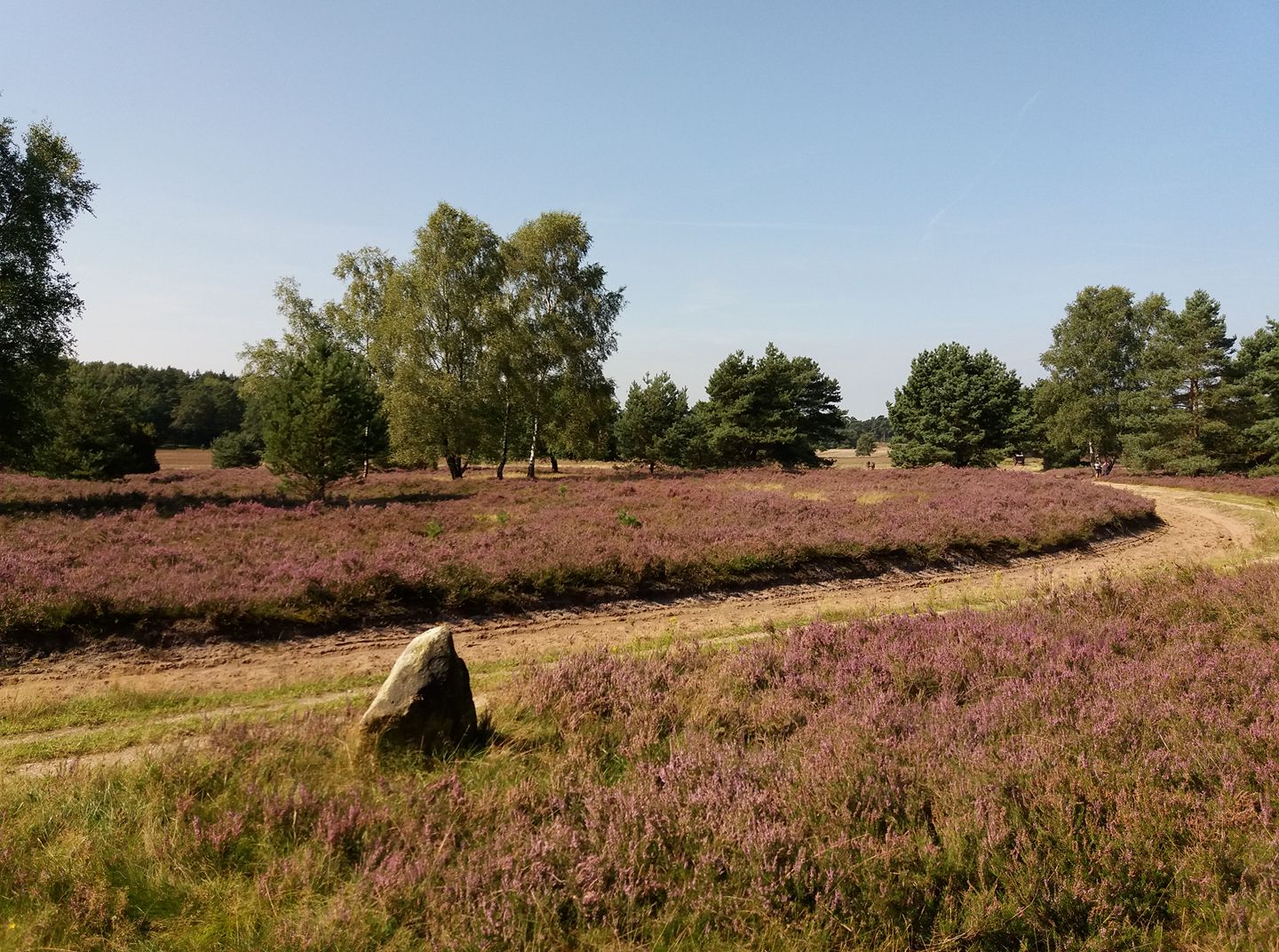 Die Heide Bluht Und Duftet Nutzt Das Naturpark Luneburger