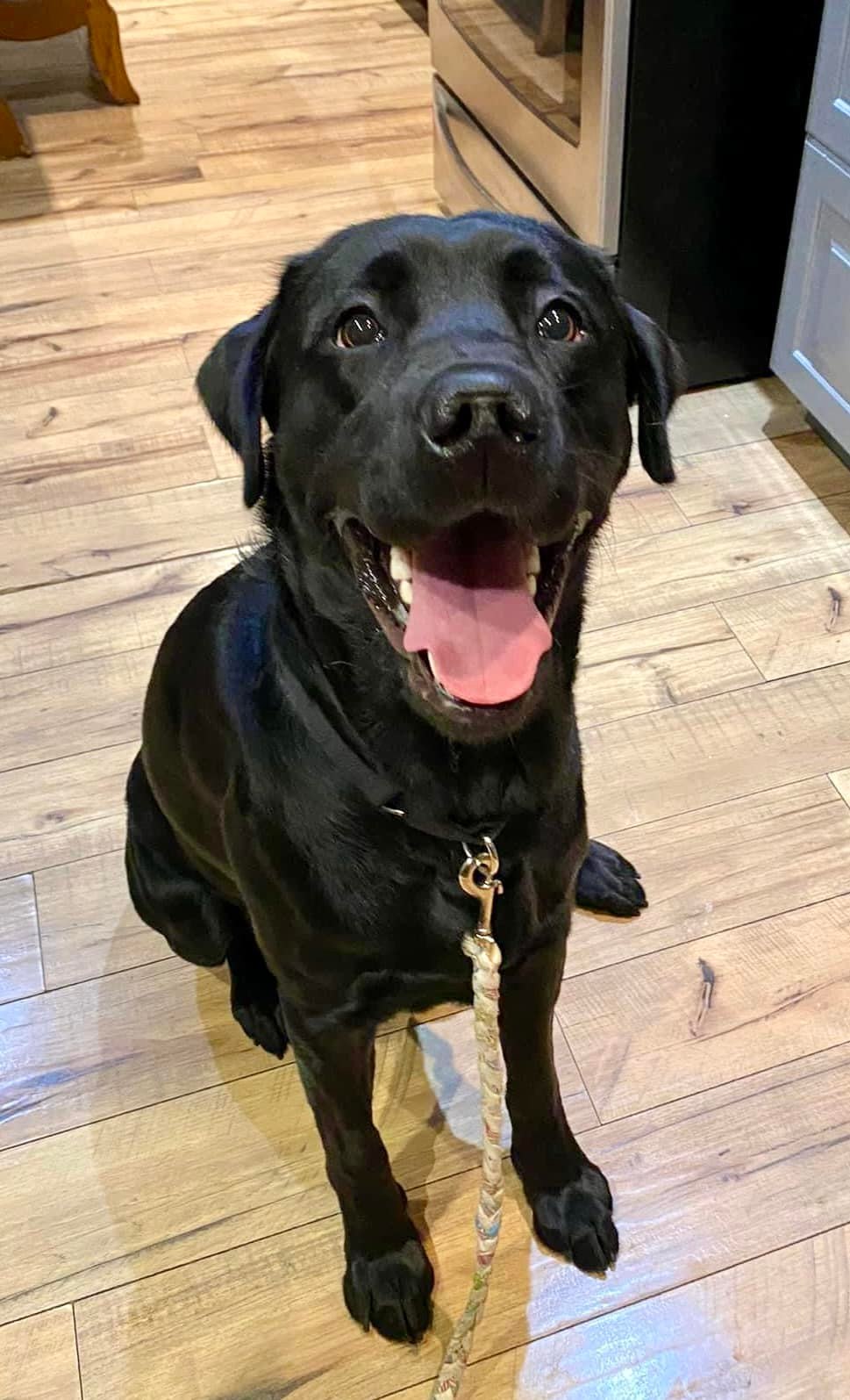 Sid is a 1 year old, 69 lb... - Chicagoland Lab Rescue