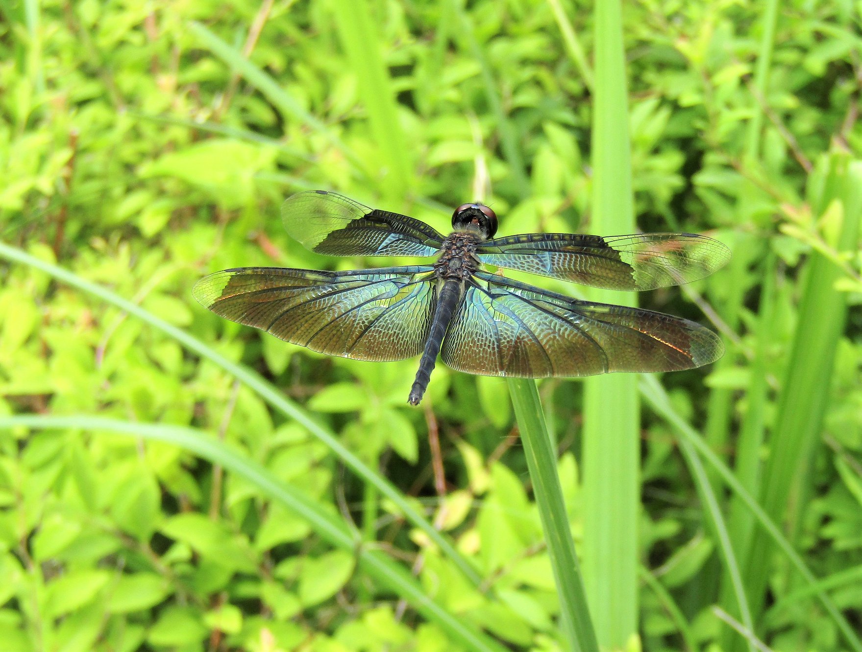 Chrysochroa fulgidissima in Japan