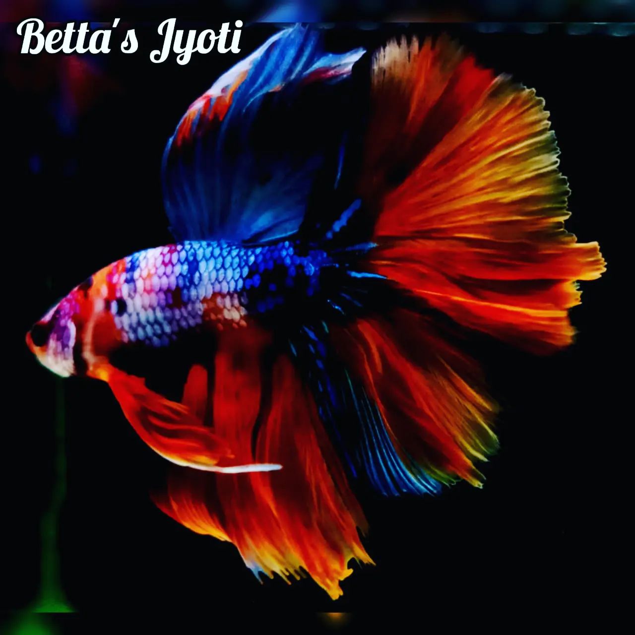 Betta'... - Betta's Jyoti exotic , rare and quality betta fish