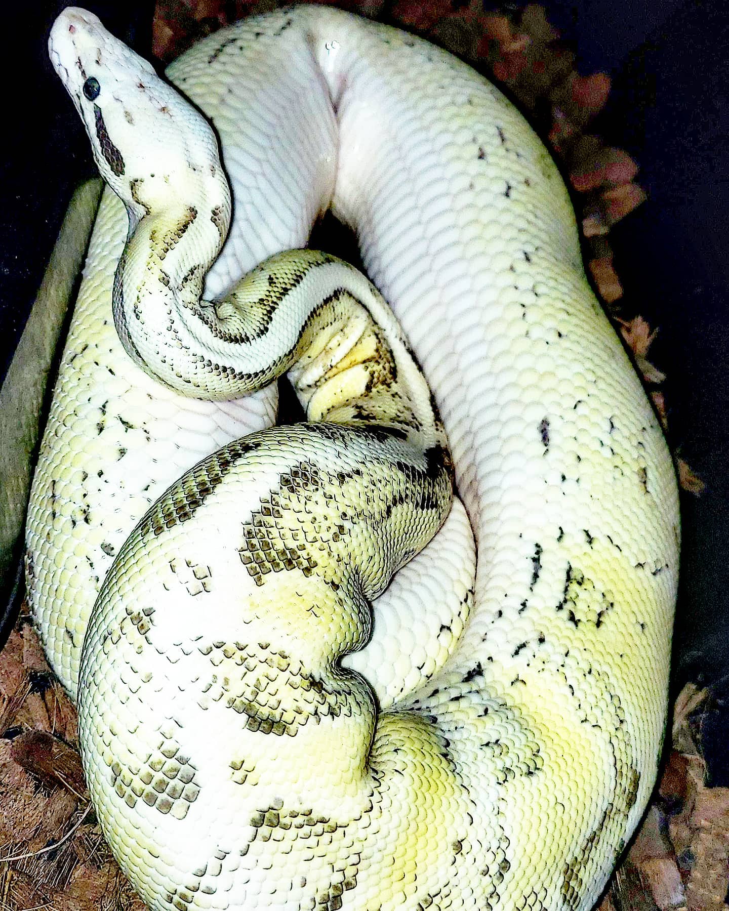 Paradise Pythons