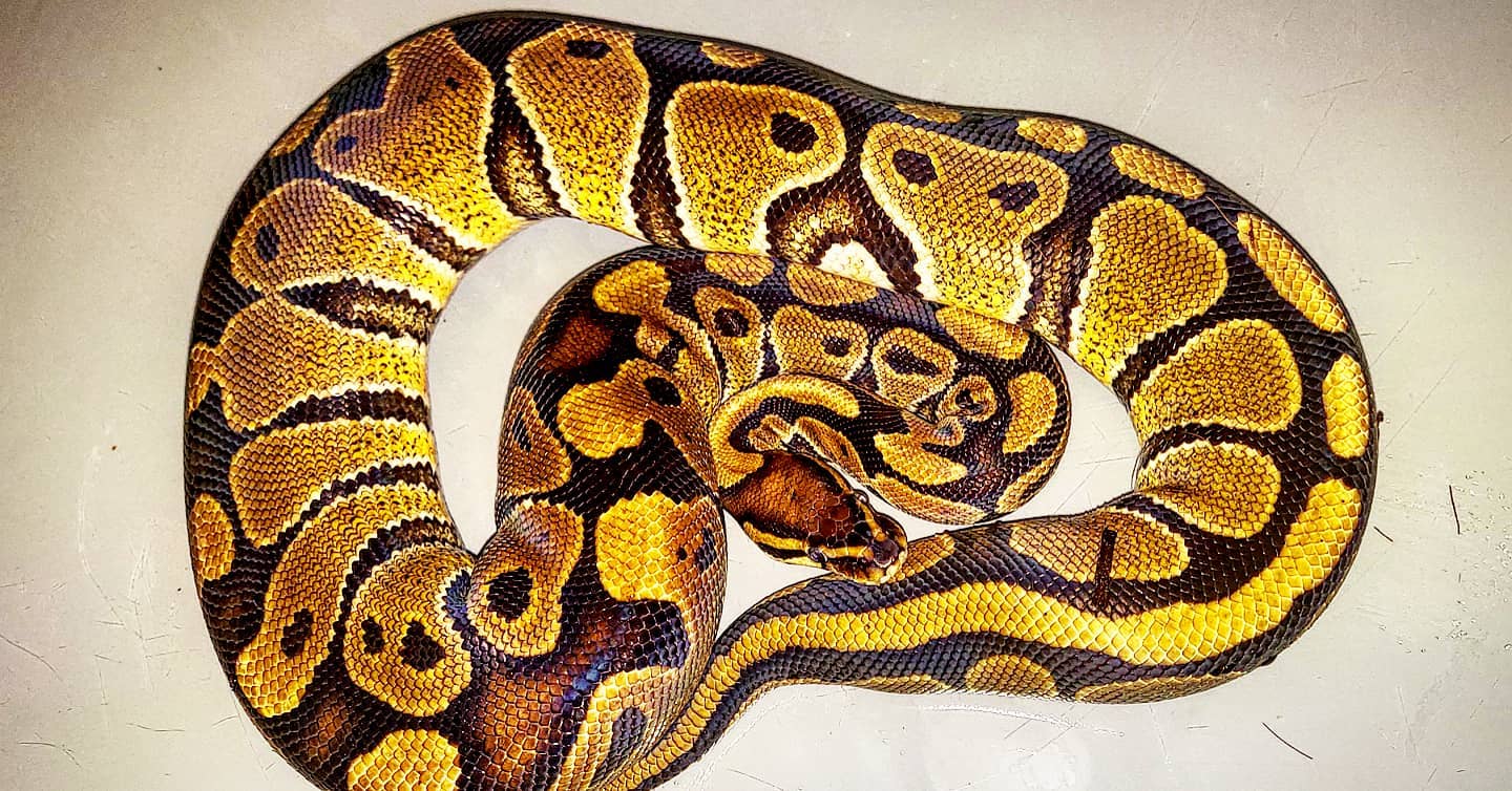 Paradise Pythons