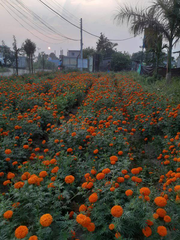 Agriculture Student Liaison Forum-IAAS, Rampur Campus