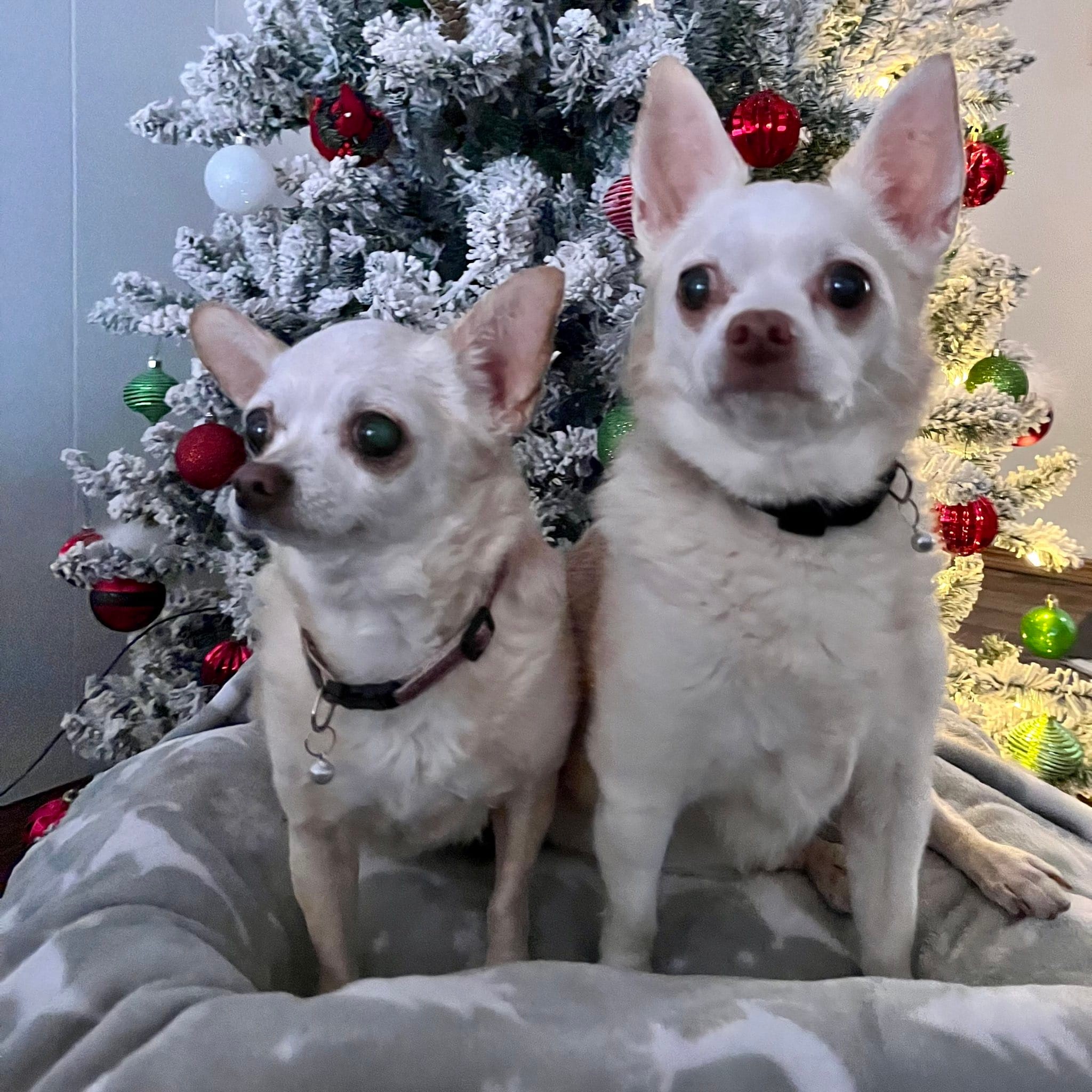 Tulsa Chihuahua Rescue aka Pitiful Pups, Inc.