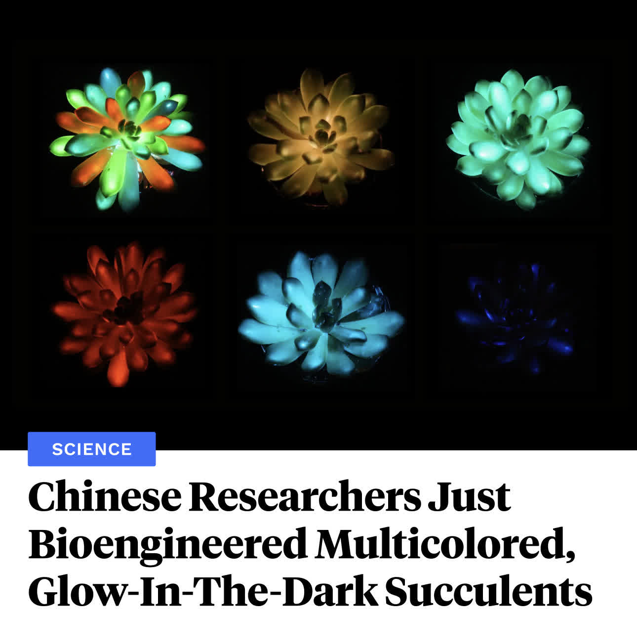 Kaleena - Chinese scientists have just bioengineered multicolored, glow ...