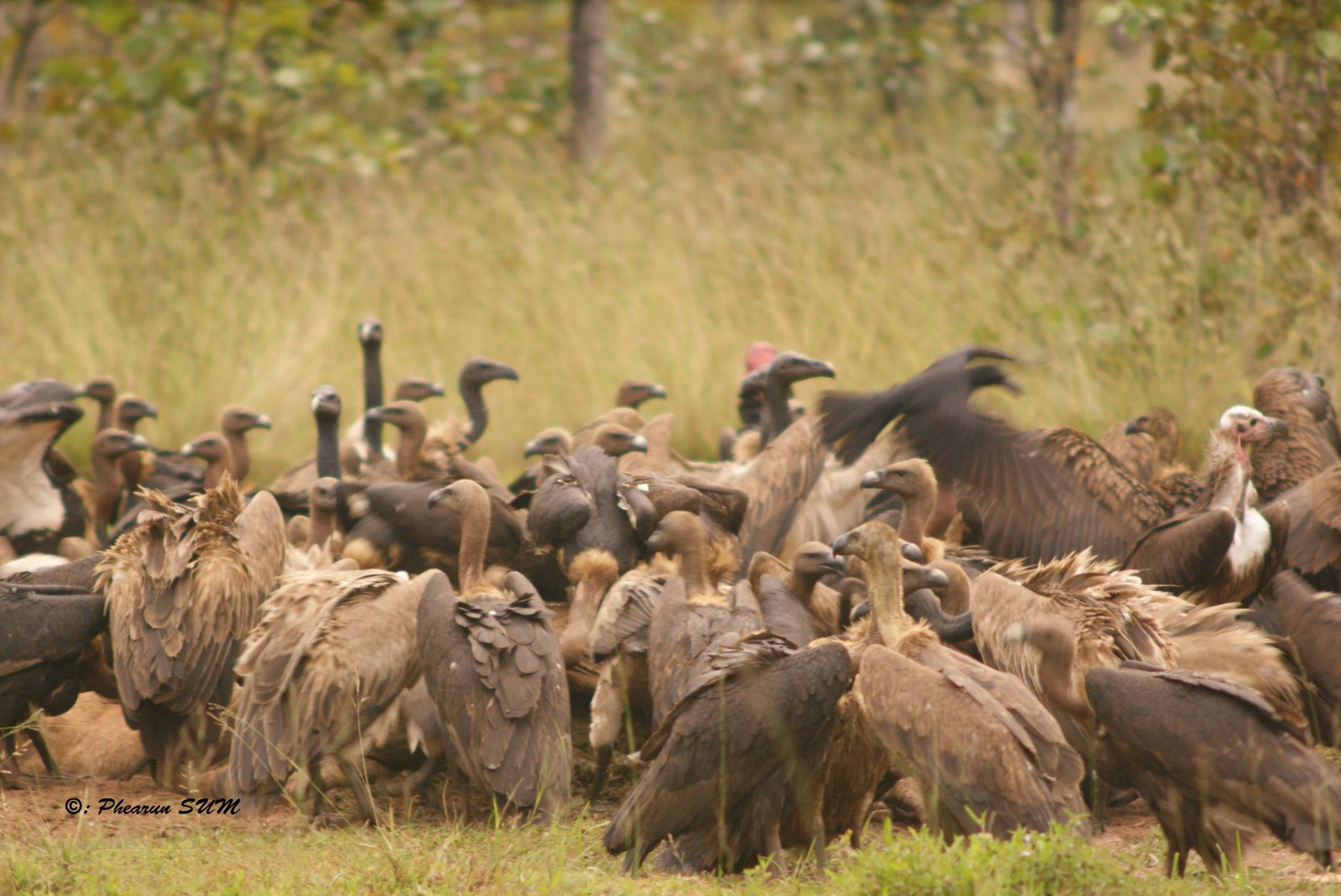 Cambodia Raptor Group