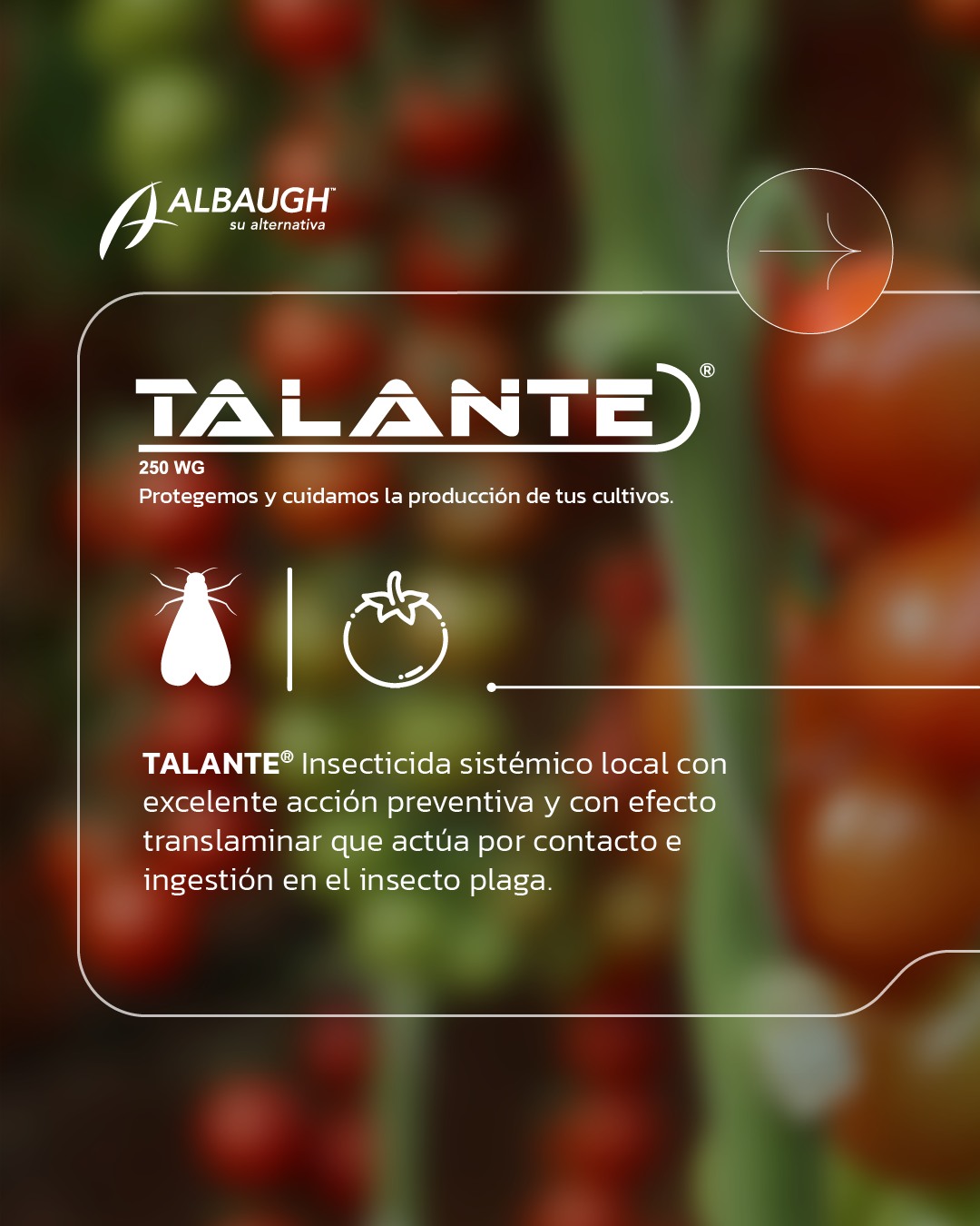 Albaugh Ecuador - TALANTE® Insecticida sistémico local con... | Facebook