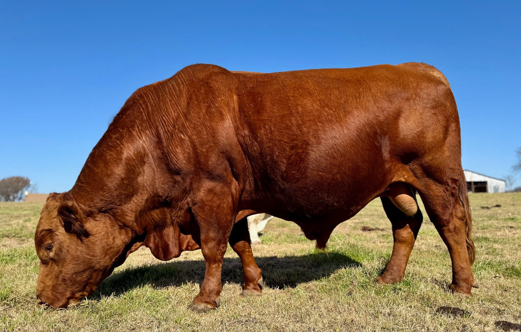 Kent Ranch | Midlothian TX