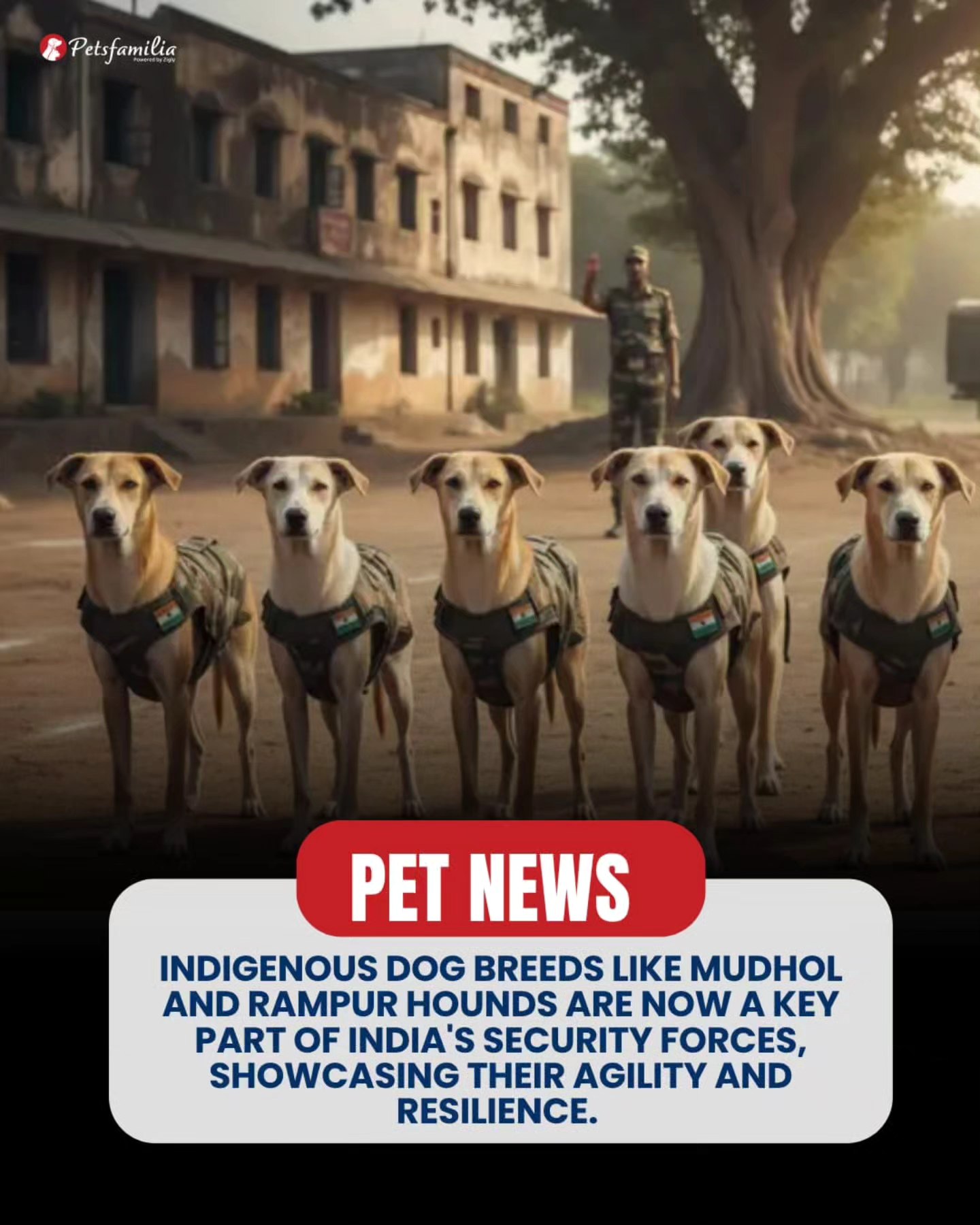 Petsfamilia - India is proudly embracing its indigenous dog breeds like ...
