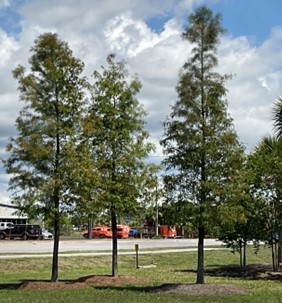🌳 Planting Trees with... - Pinellas County Environmental News