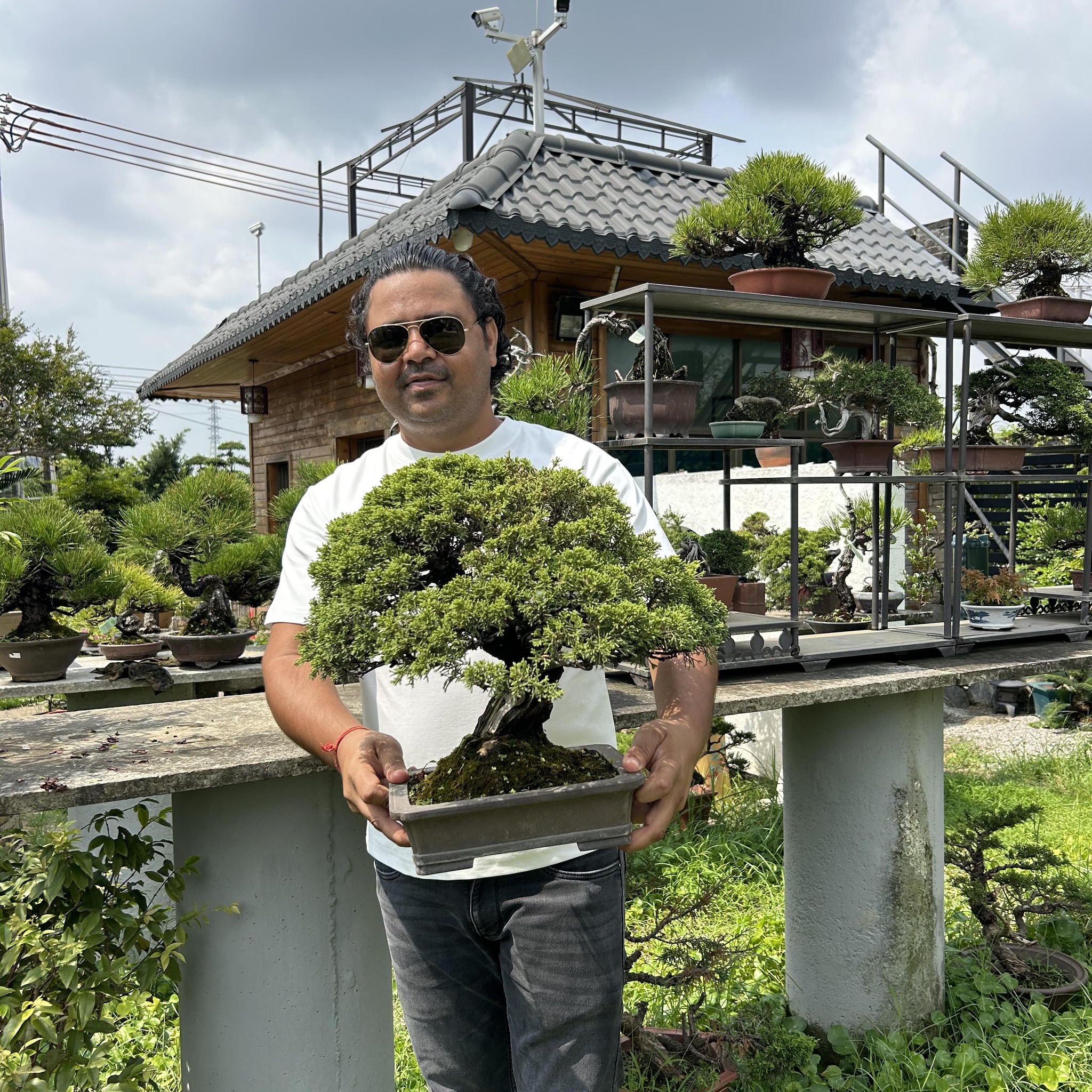 Ficus bonsai available at bgr nursery | Manoj Bhati Bonsai