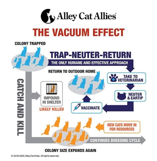 If you TNR a colony then return... - Snuggle Rescue Group | Facebook
