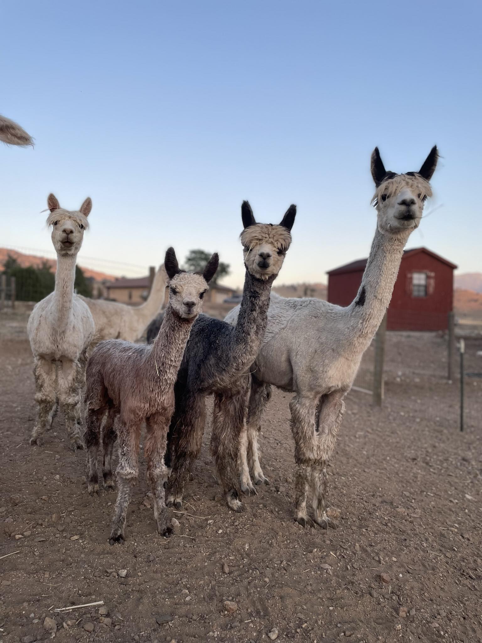 All Valley Alpacas Ranch | Tehachapi CA