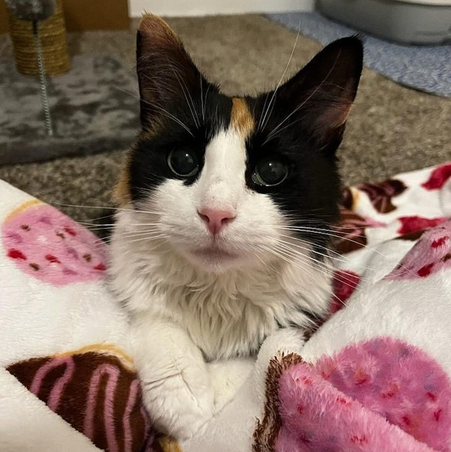 If you've ever wondered why the... - Furry Felines, Inc.