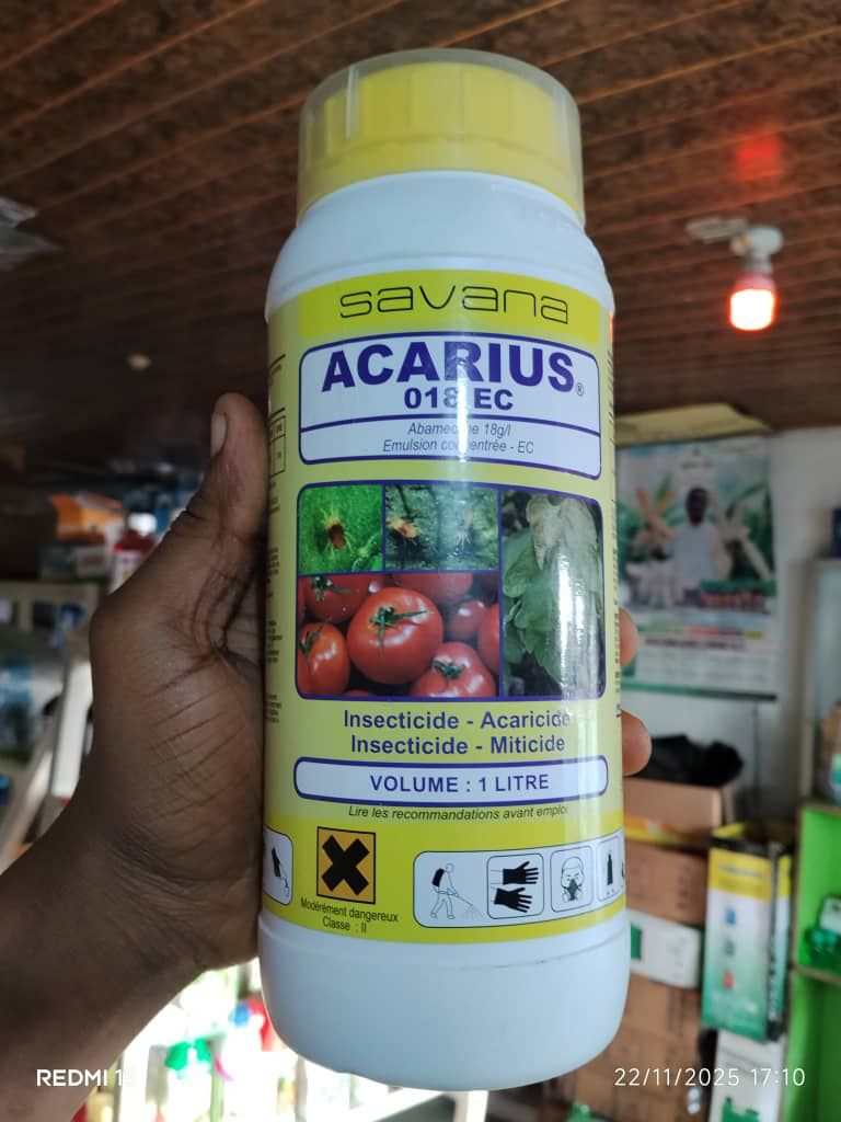 AGRICULTURE AND YOU | My 2023 Cucumber Experience (Why You Need Drip ...