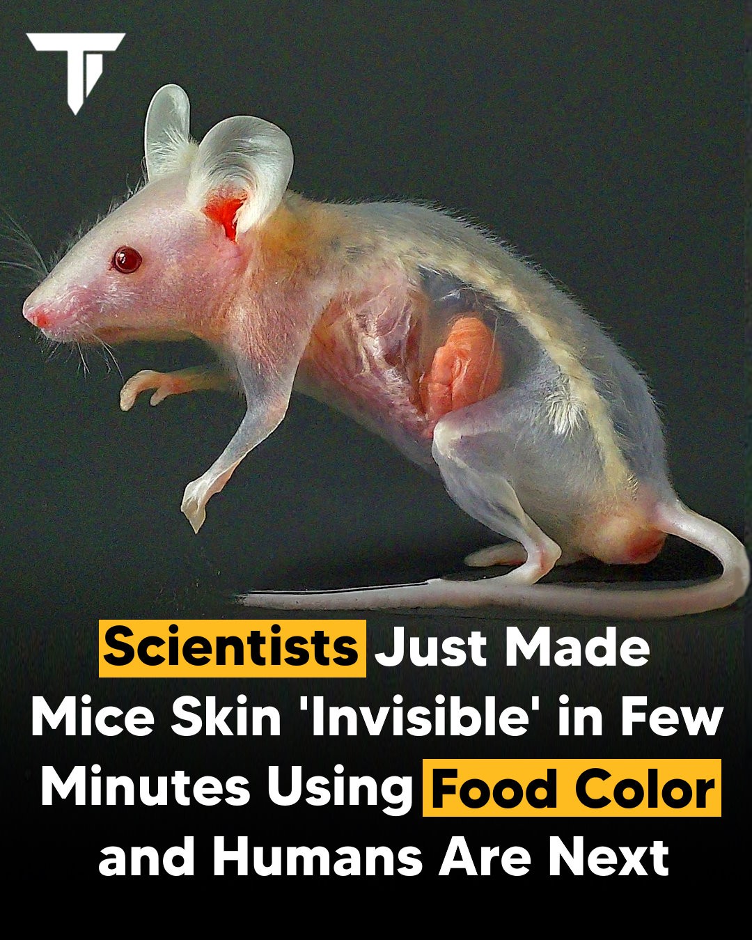 Technology - Scientists used food color to make mice skin Transparent ...