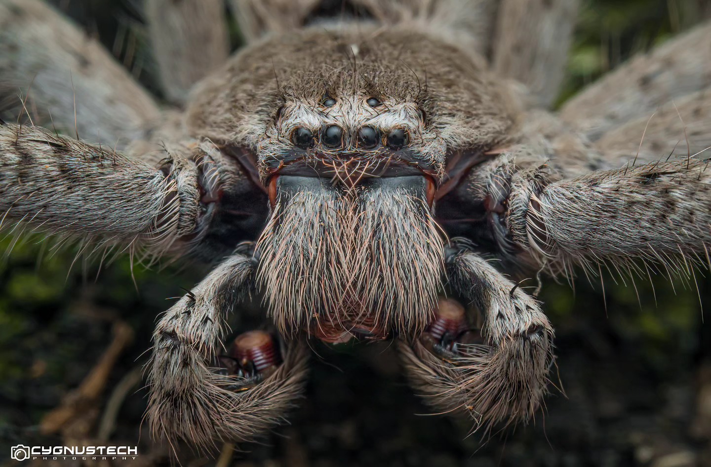 Cygnustech - Close up of a male huntsman. Notice the red coils on the ...