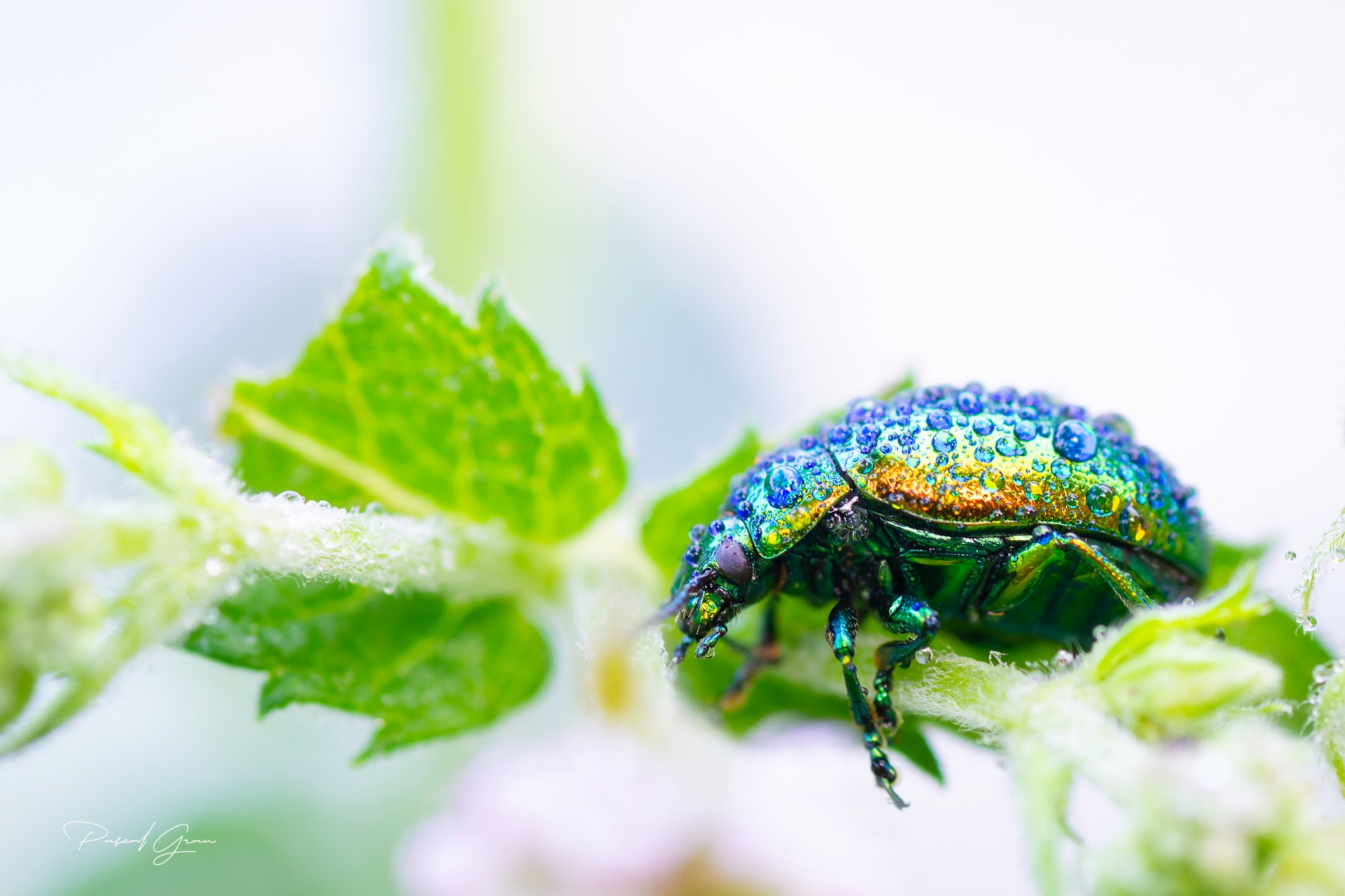 Pascal - La chrysomèle de la menthe et ses magnifiques couleurs ...