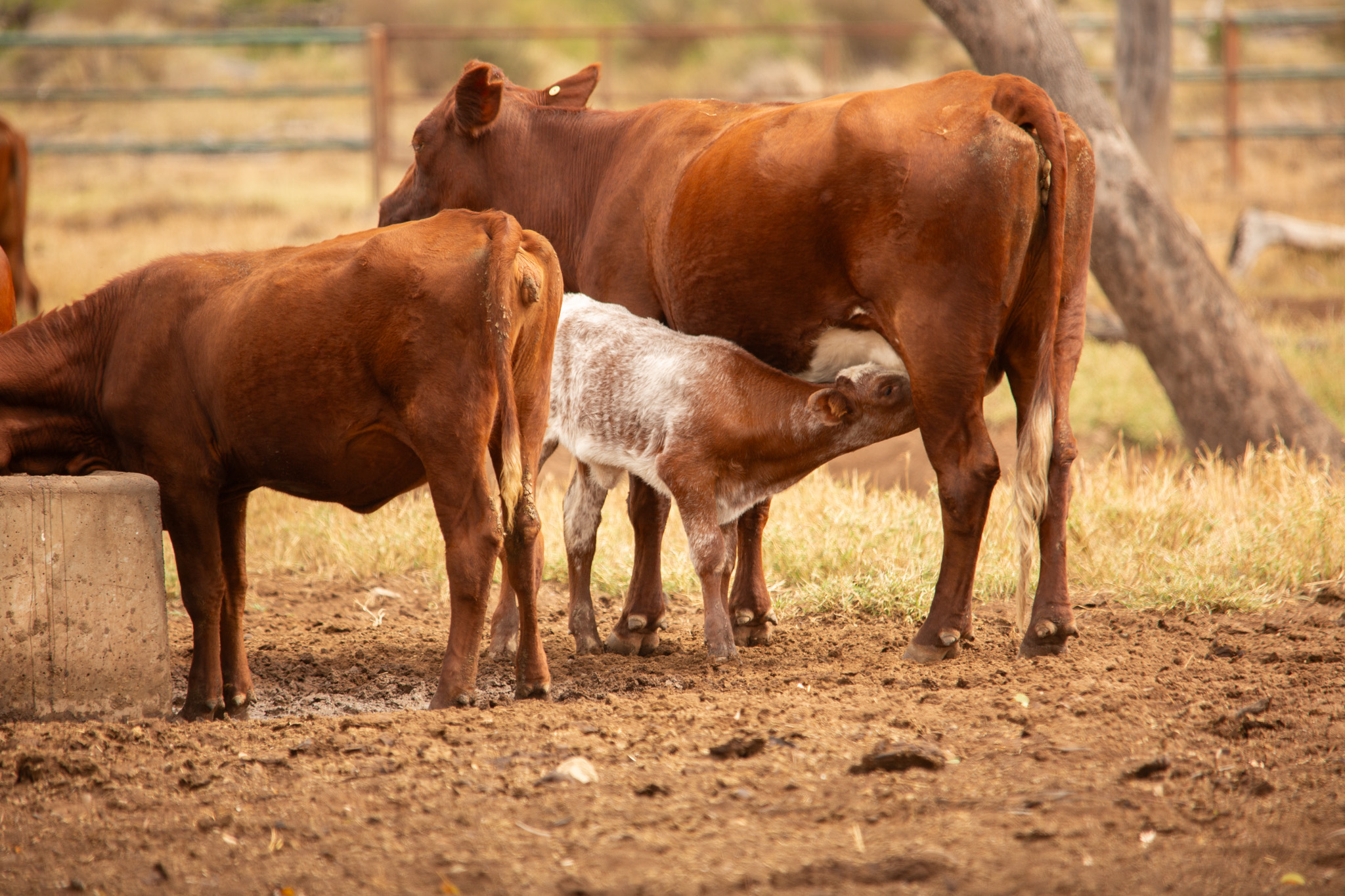 Shorthorn Beef - @Shorthorn Beef have been out and about...