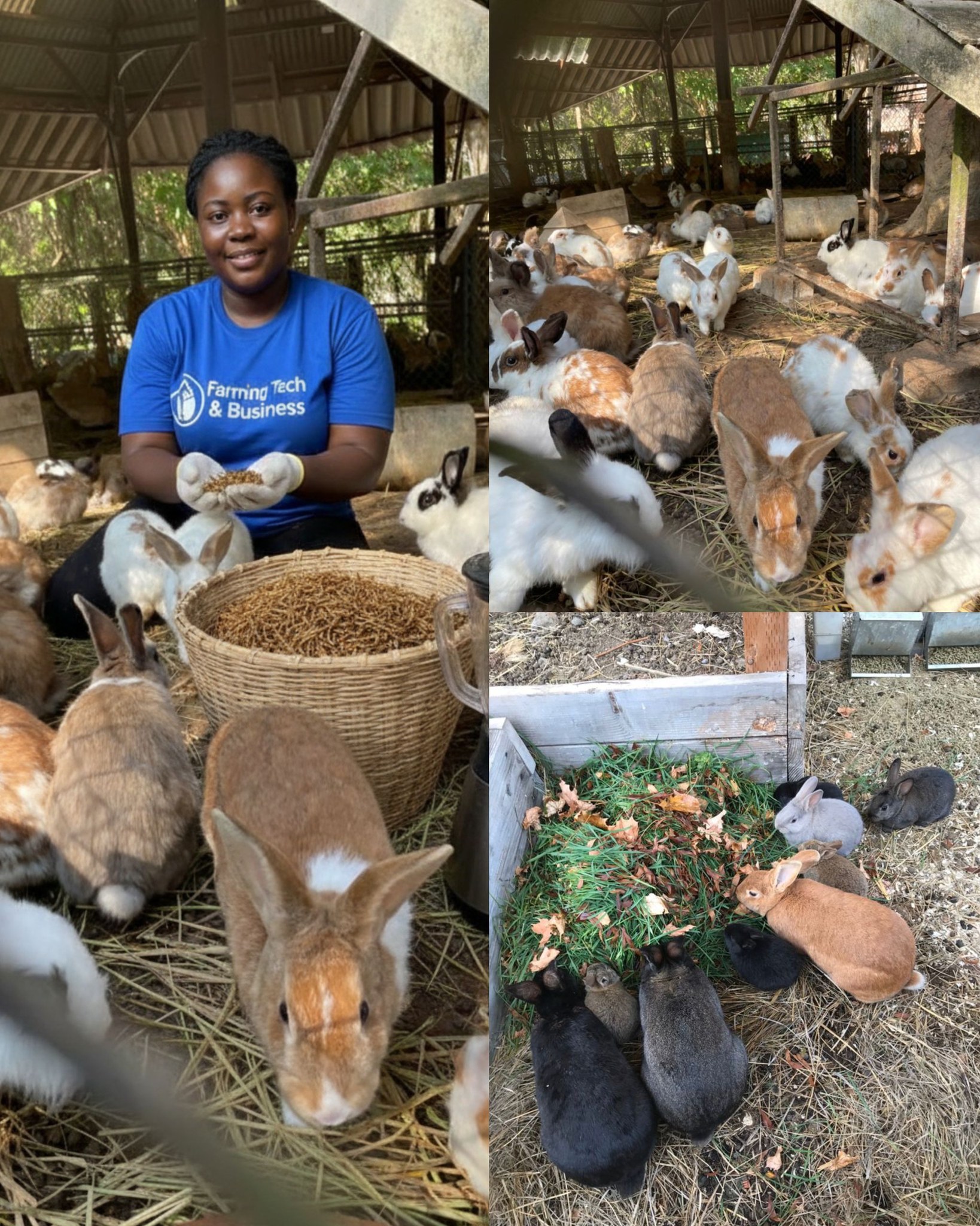 strategies to cut rabbit feeding costs