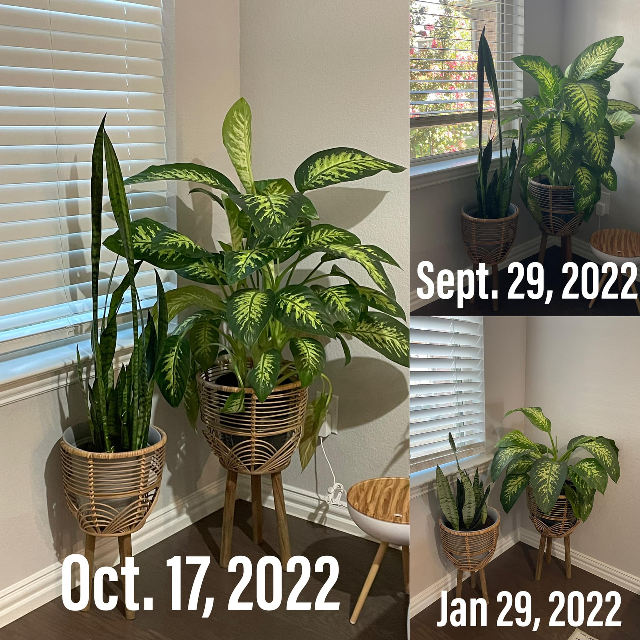 House plants thriving in old pots