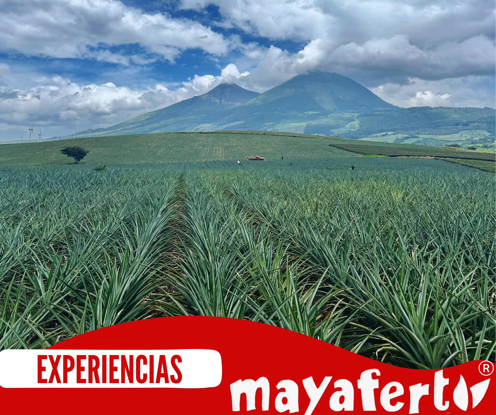 🍍 Fertiliza tu cultivo de piña... - Fertilizantes Maya S.A.