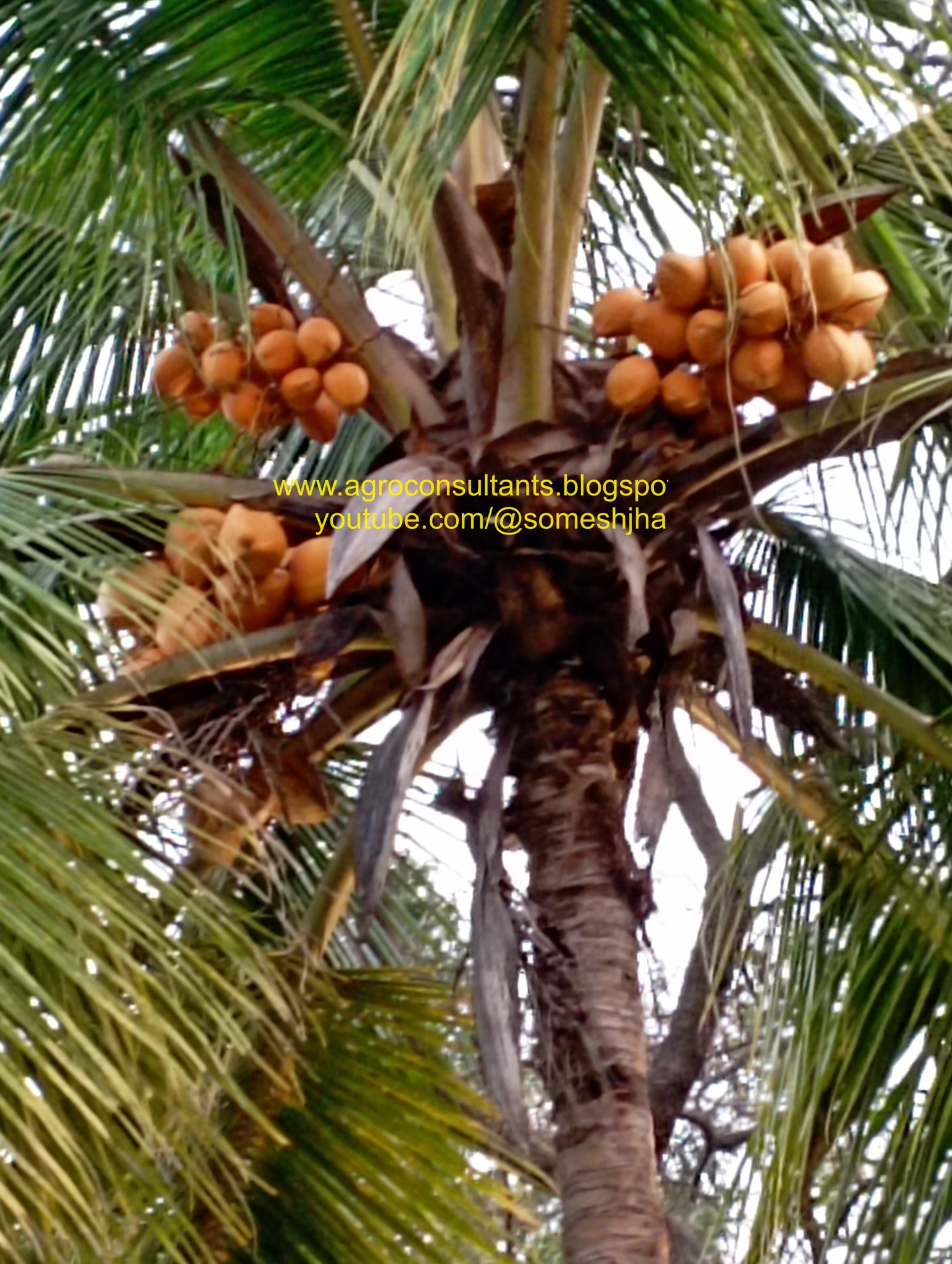 Coconut नारियल Nariyal Shriphal coconut palm