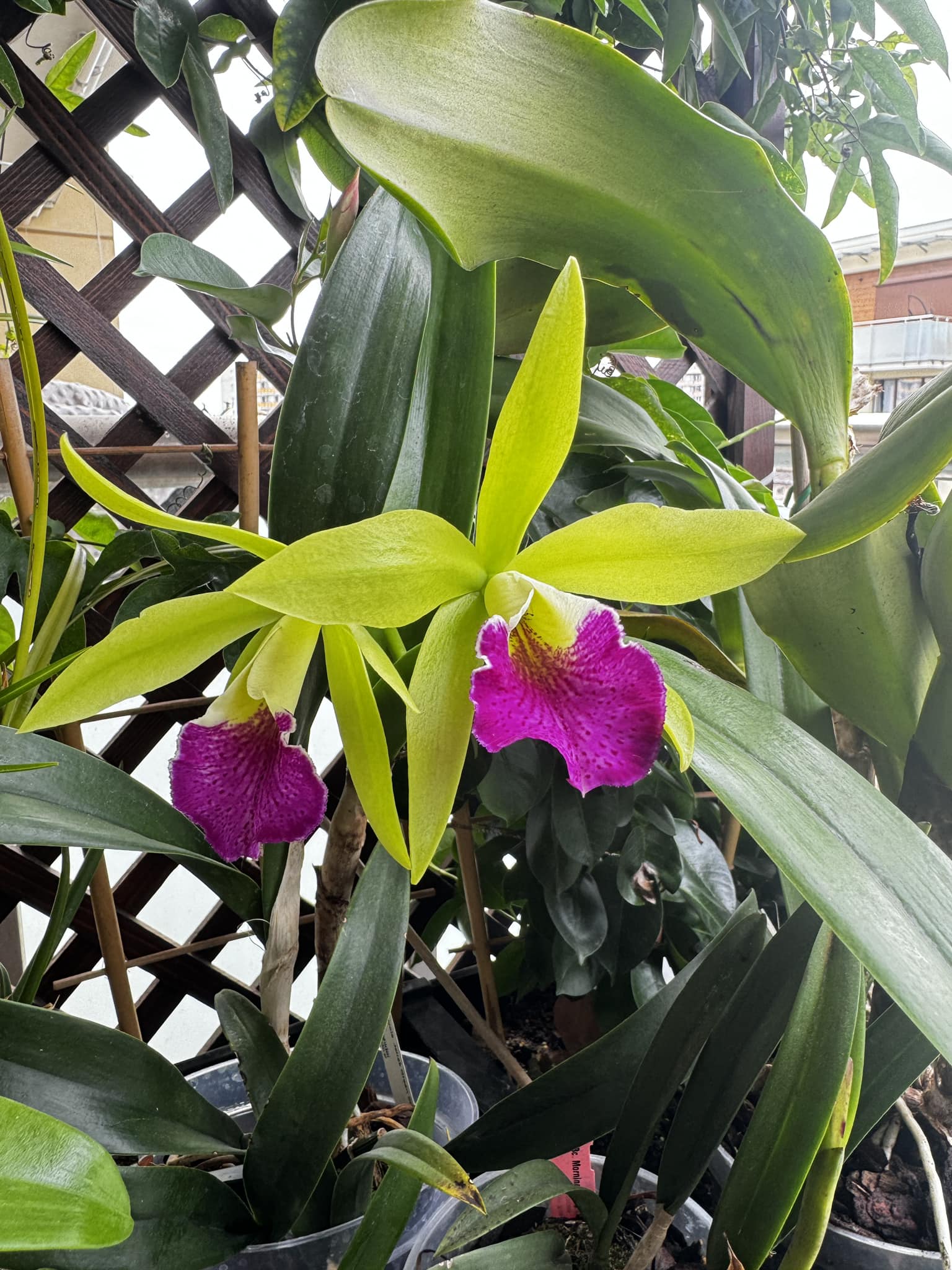 Procatavola Jairak Green Star Cute first time blooming