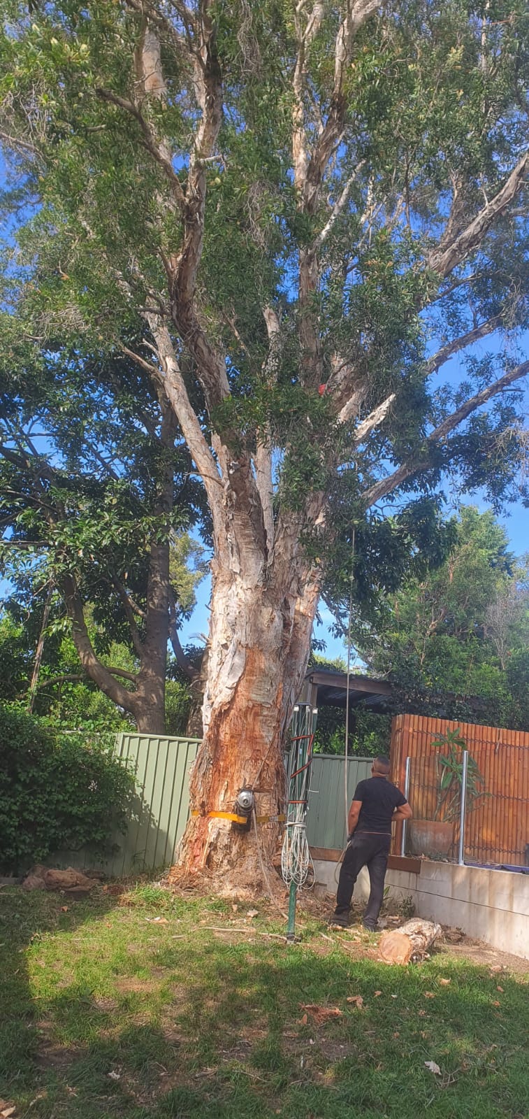 Get our tree pruning and trimming to... - Alex Tree Service | Facebook