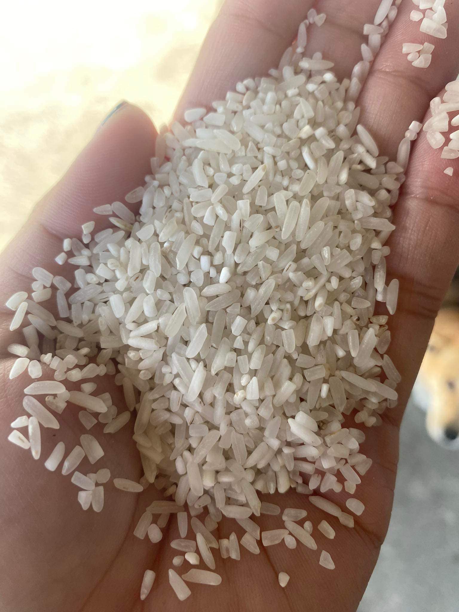 N.J Juan Rice Dealer | San Jose
