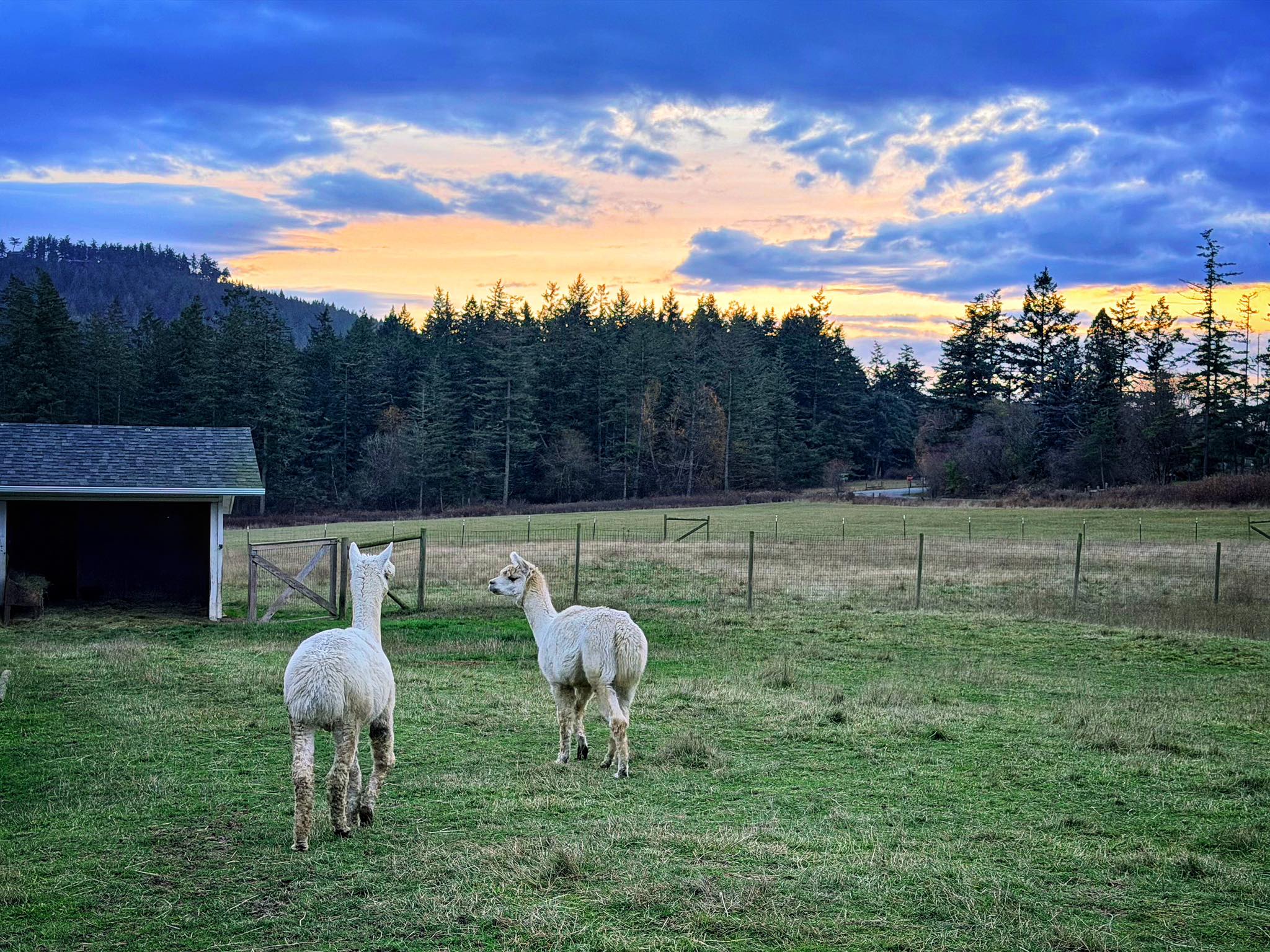 Orcas Moon Alpacas Farm added a... - Orcas Moon Alpacas Farm
