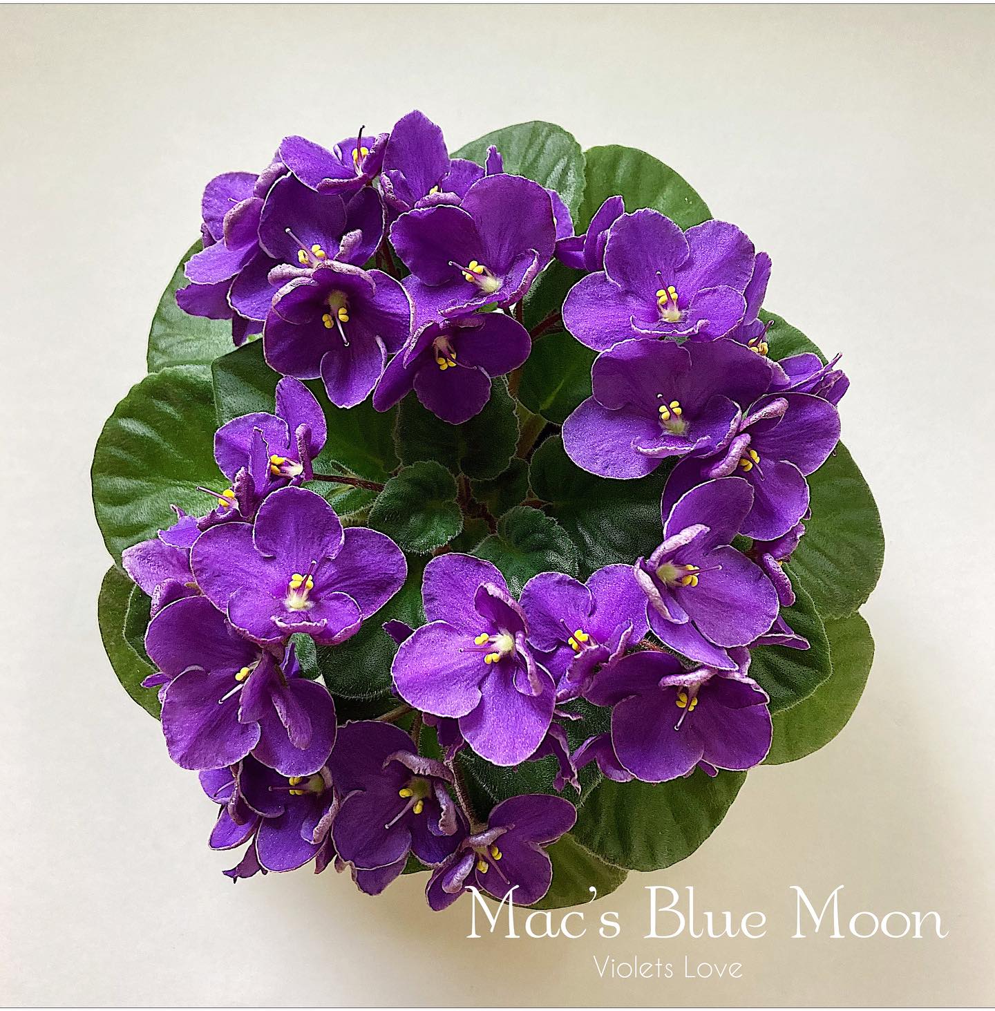 violets-love-african-violets