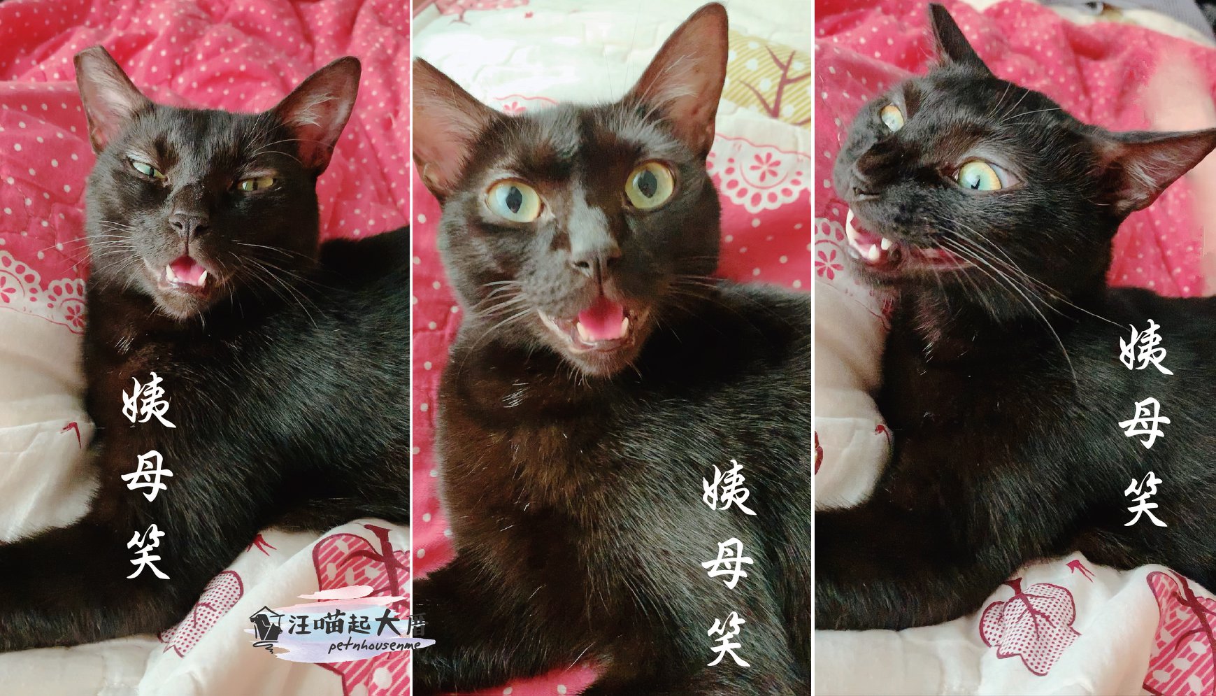 汪喵起大厝 - 煞哩機長的各種姨母笑😄 各位知道甚麼是姨母笑嗎? 來~來~照過來~~奴才來解惑👩‍🏫💡 ... | Facebook