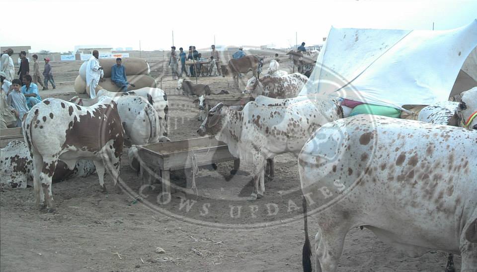 Cows Updates - Home