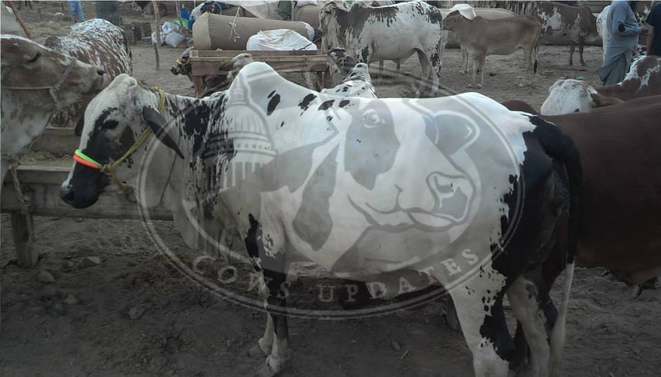 Cows Updates - Home