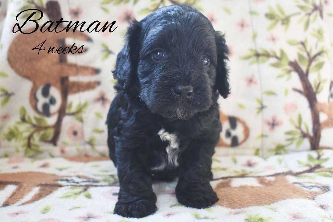 Batman ~4 weeks There are still a... - The Cocker Cingdom | Facebook