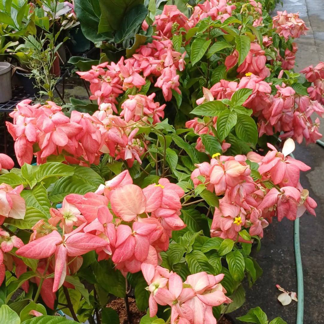 Pangasinan Horticultural and Landscaping Society, Inc.