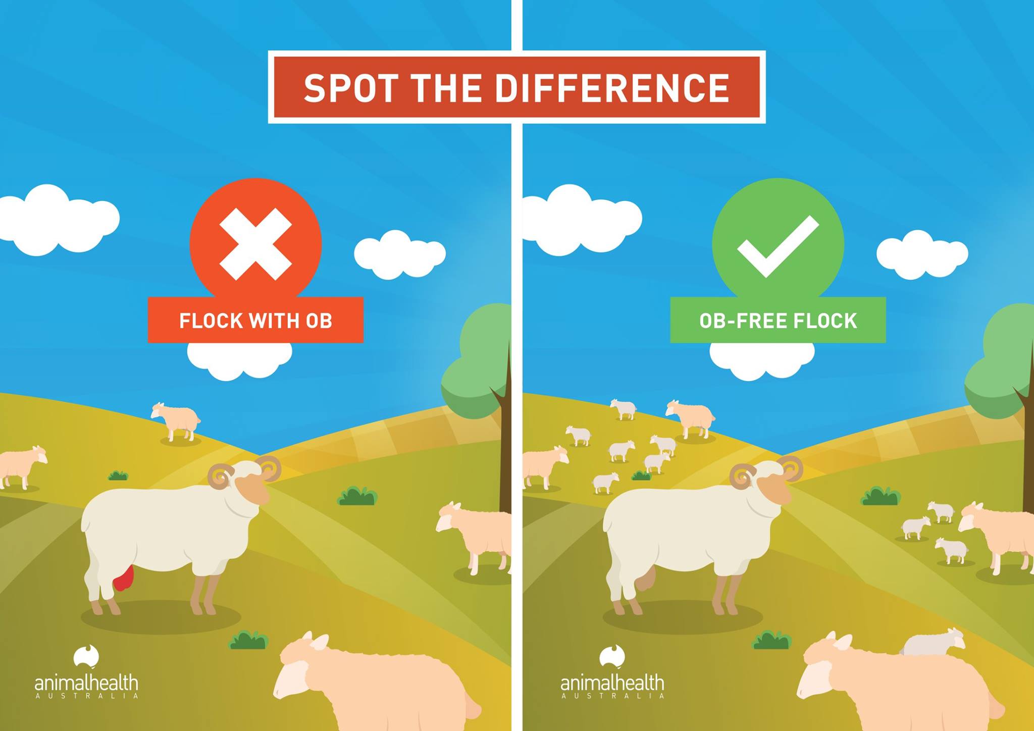 Animal Health Australia - Ovine brucellosis (OB) is an infectious ...