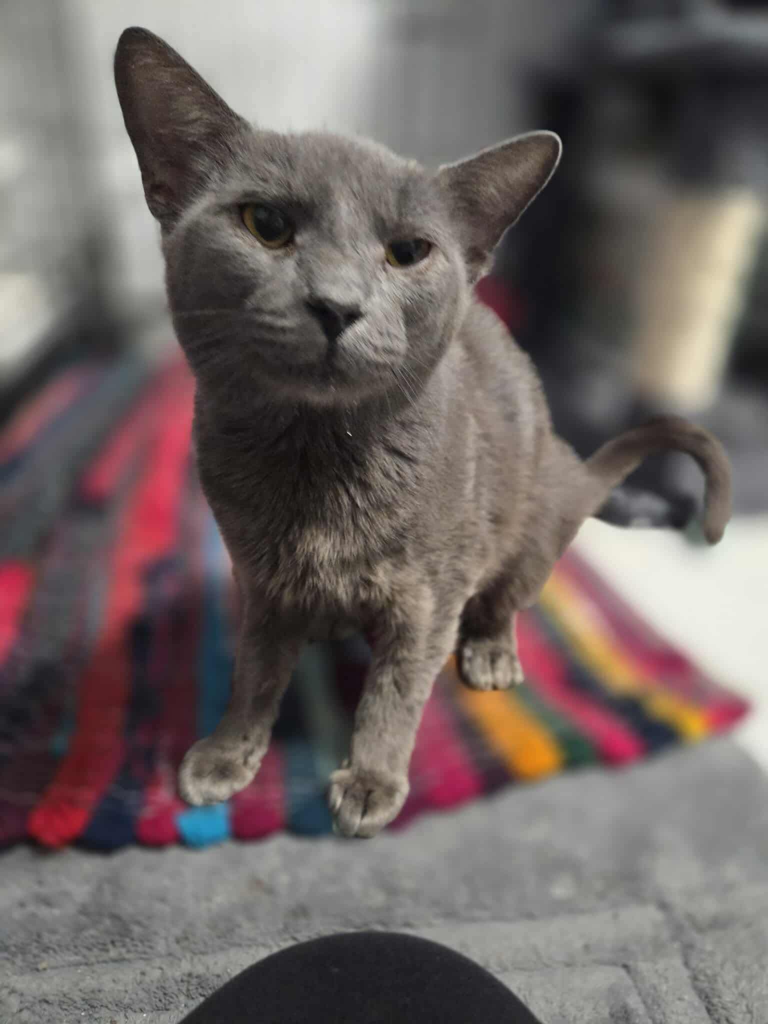 Fat Cat Rescue - Meet Cash. He is a two-year-old charcoal... | Facebook