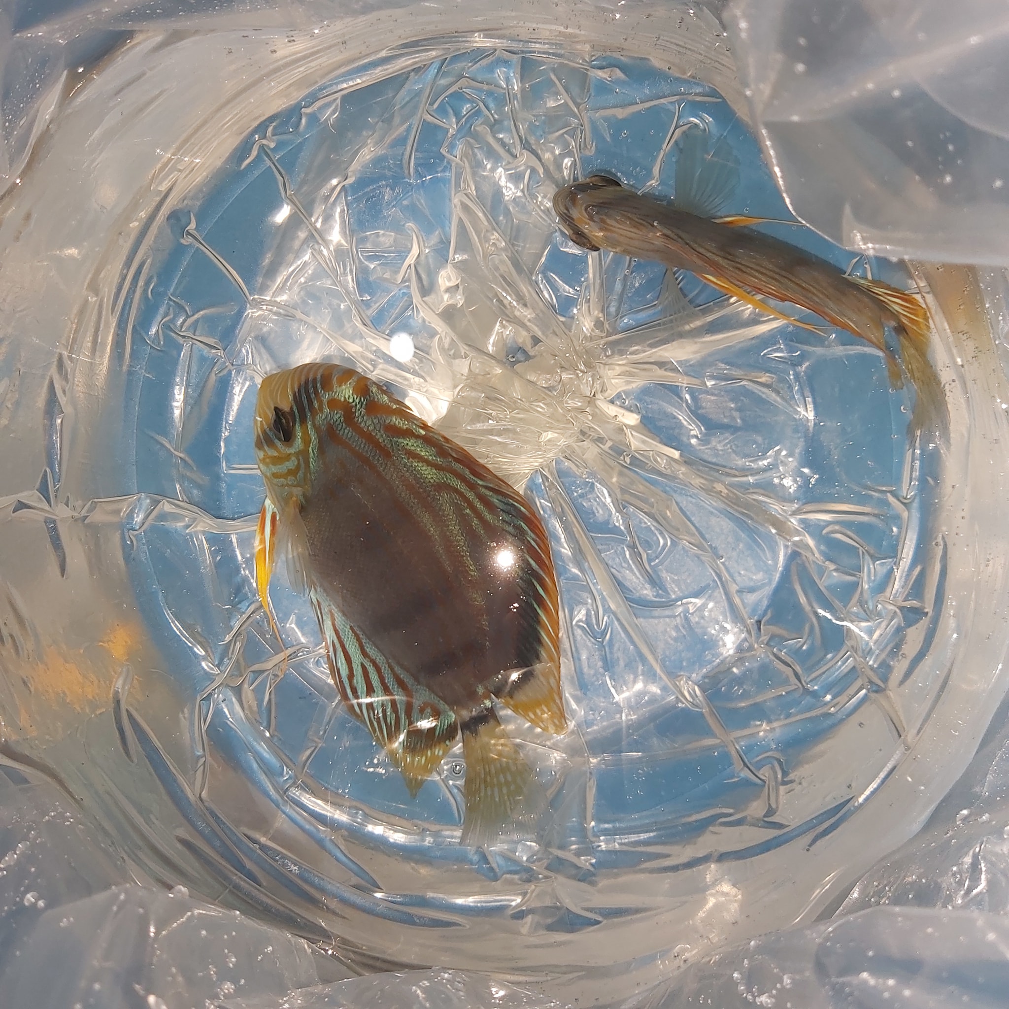 GA Discus - ️💙 Assorted Order 🇱🇰 #discusfish...