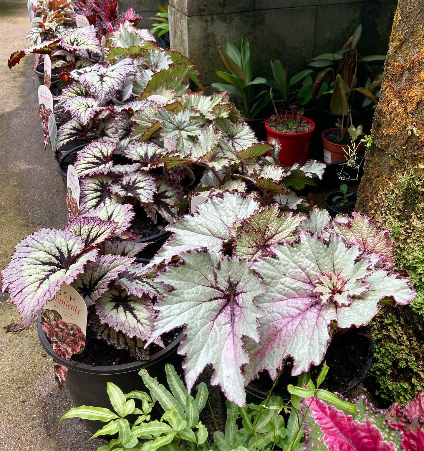 Tims - We’ve potted up these fabulous Begonias into 200mm pots and put