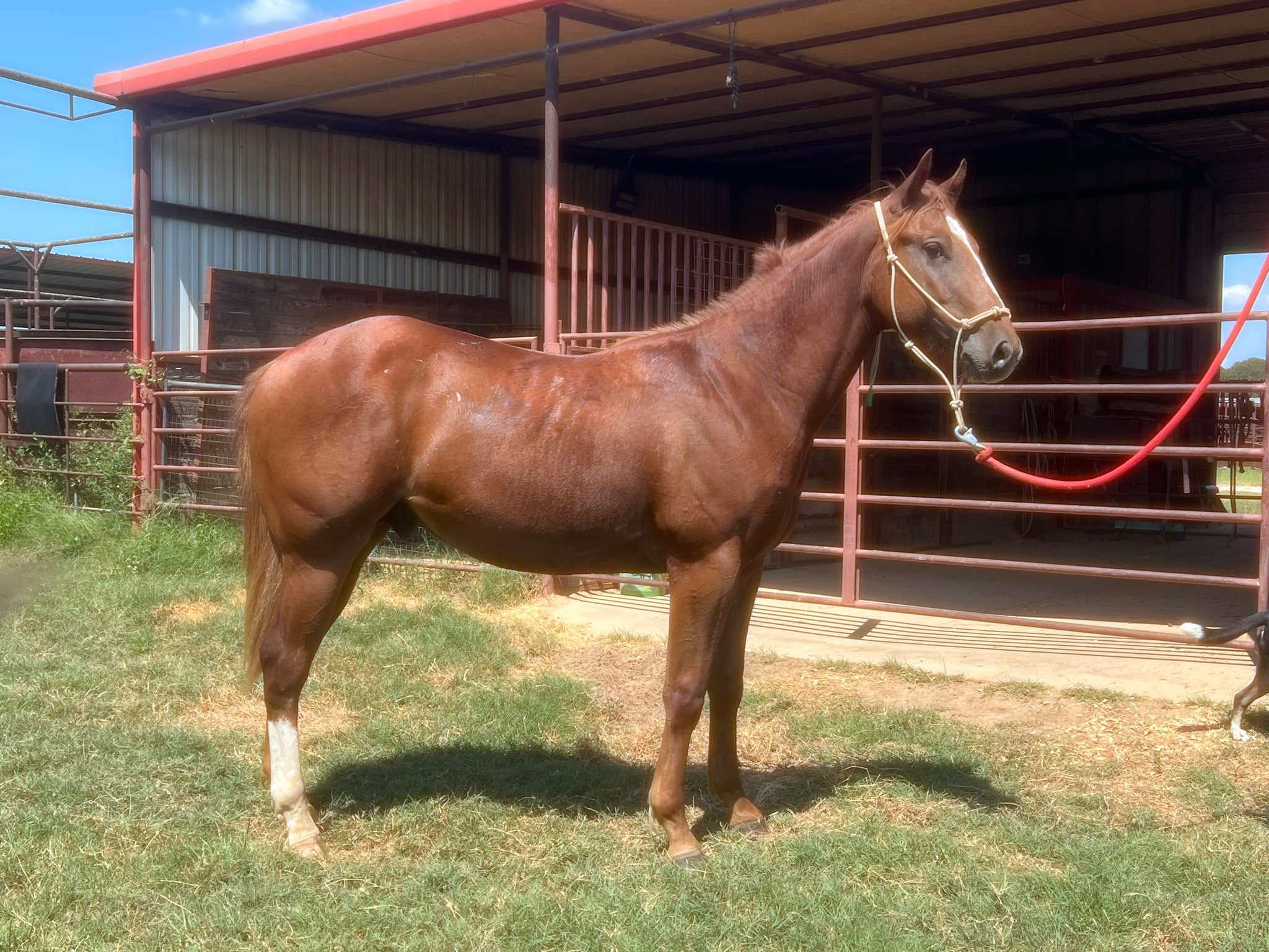 4R Ranch Quarter Horses