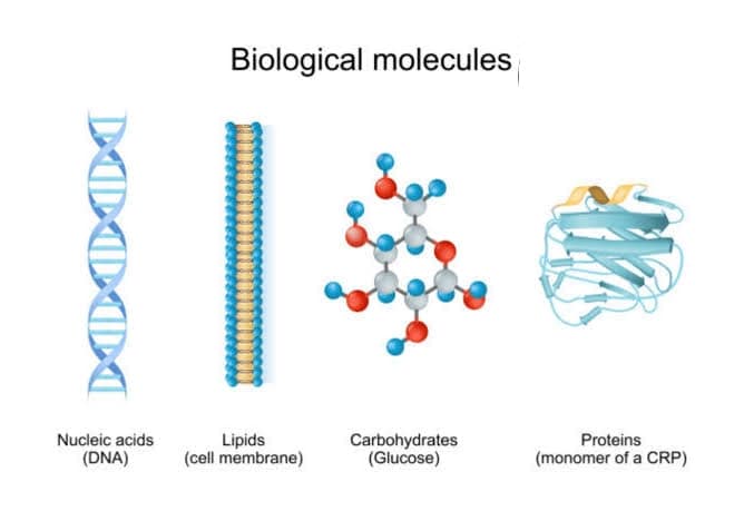 cellulose is a.carbohydrate.c.nucleic acid.b.lipid.d.protein The major complex organic biomolecules of cells are: A) DNA and RNA B) protein C) polysaccharides D) all l-carnitine l-tartrate benefits