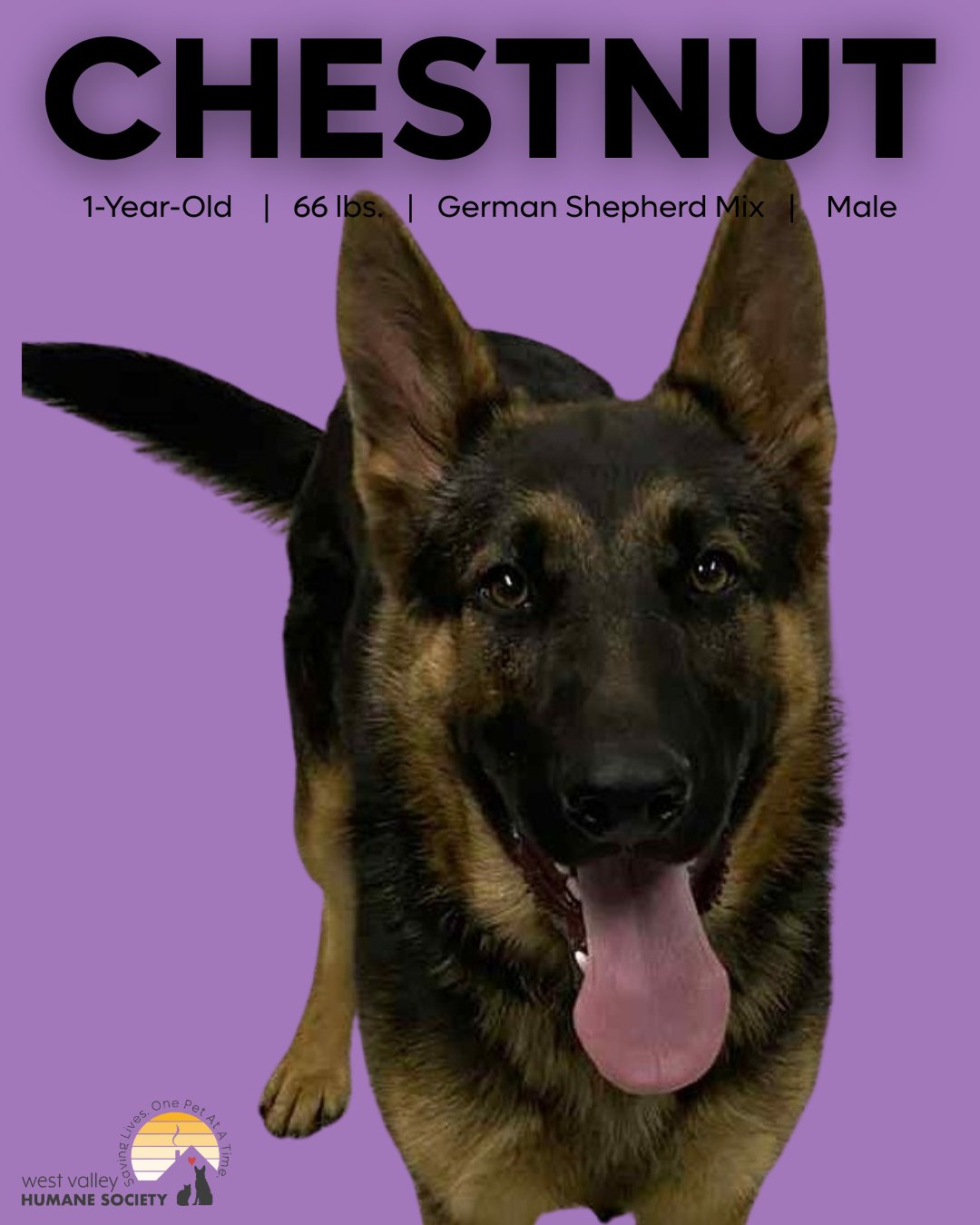 West - 🐾 Meet Chestnut! Ready for a loyal hiking buddy? A jogging ...