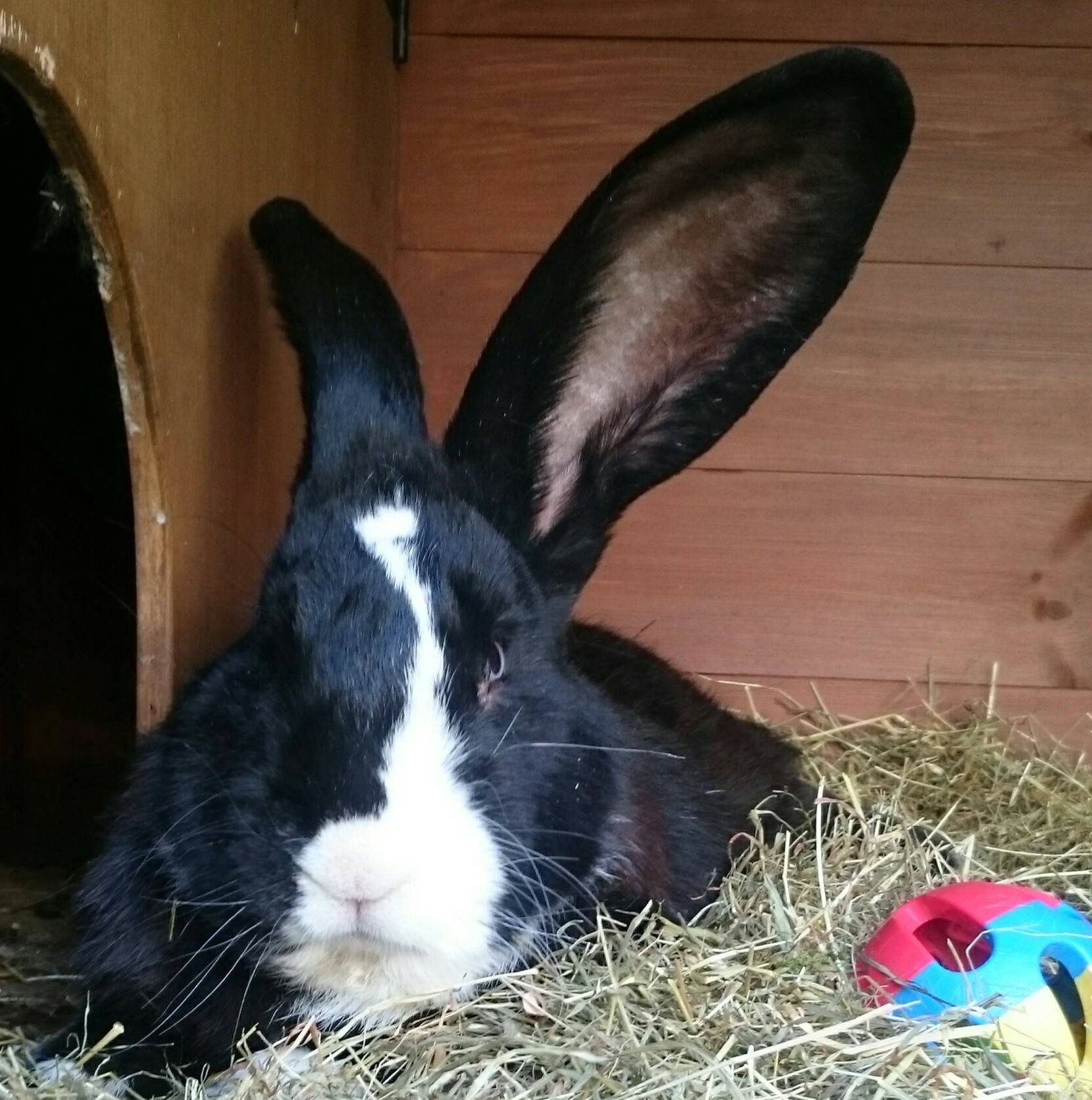 Orchard Giant Continental Rabbits