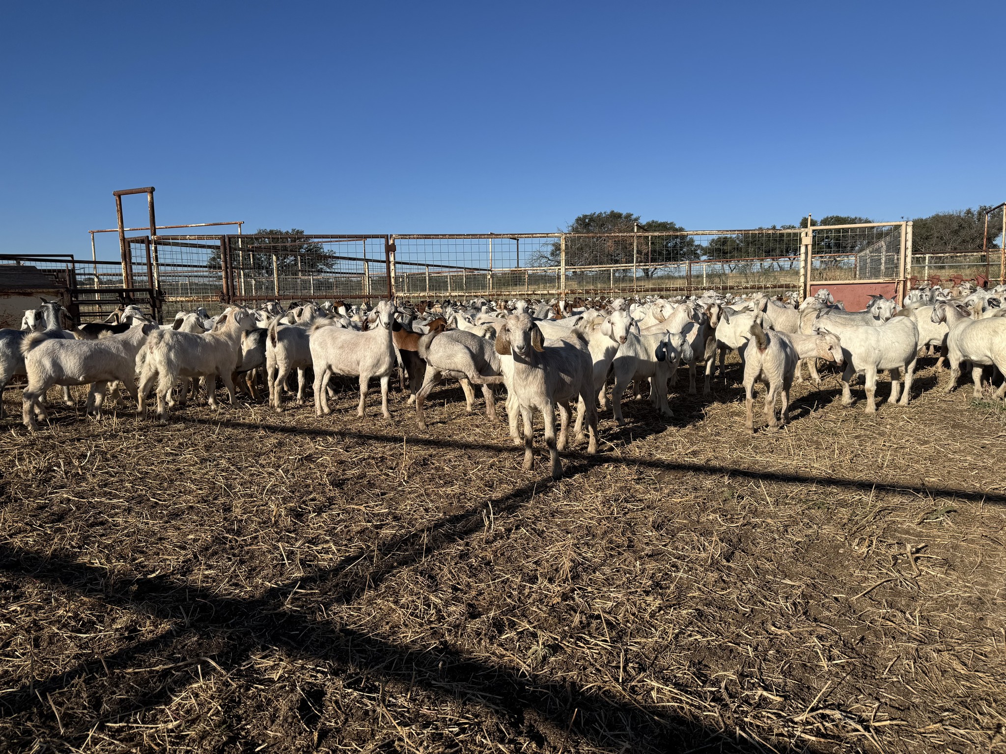 H-H Ranches, LLC