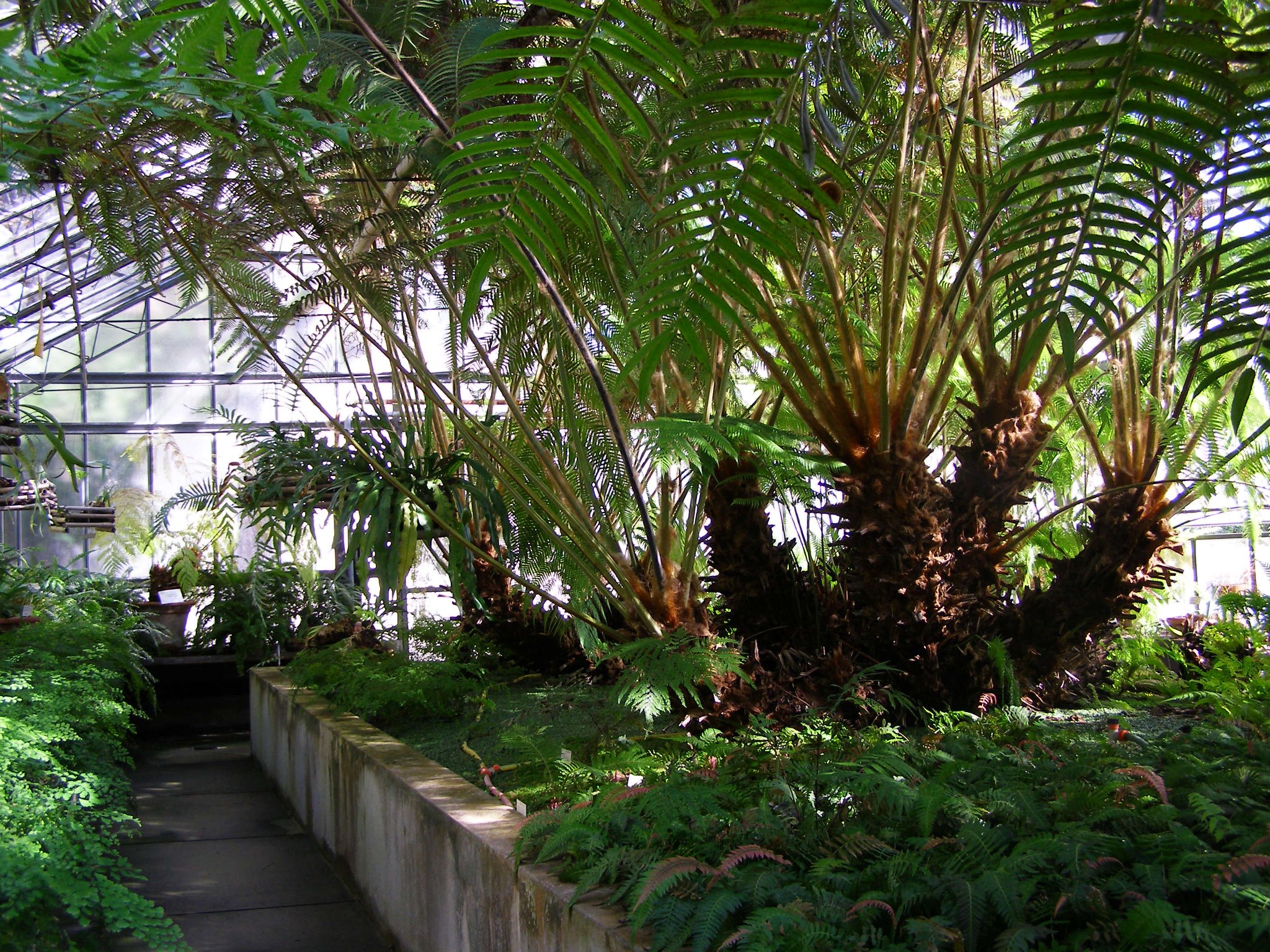 Orto e Museo Botanico di Pisa / Pisa Botanic Garden and Museum added a ...