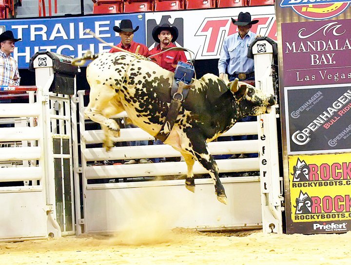 Monty The Bull